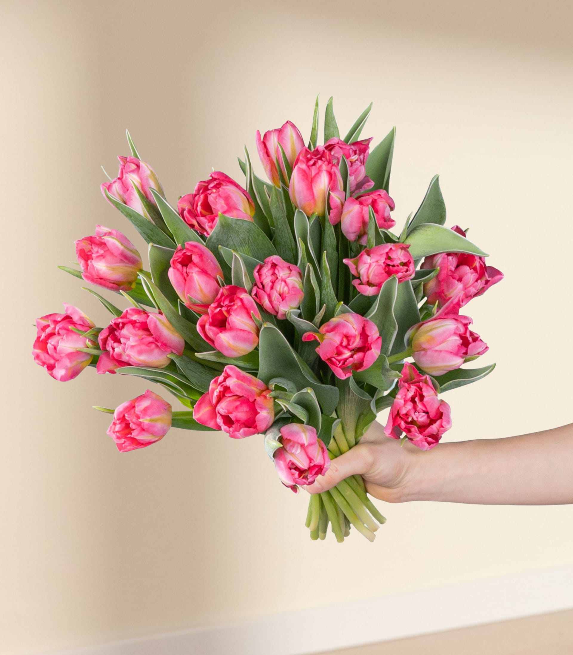 Deal: Pinke Tulpen 'Flash Point' - 20 Stiele