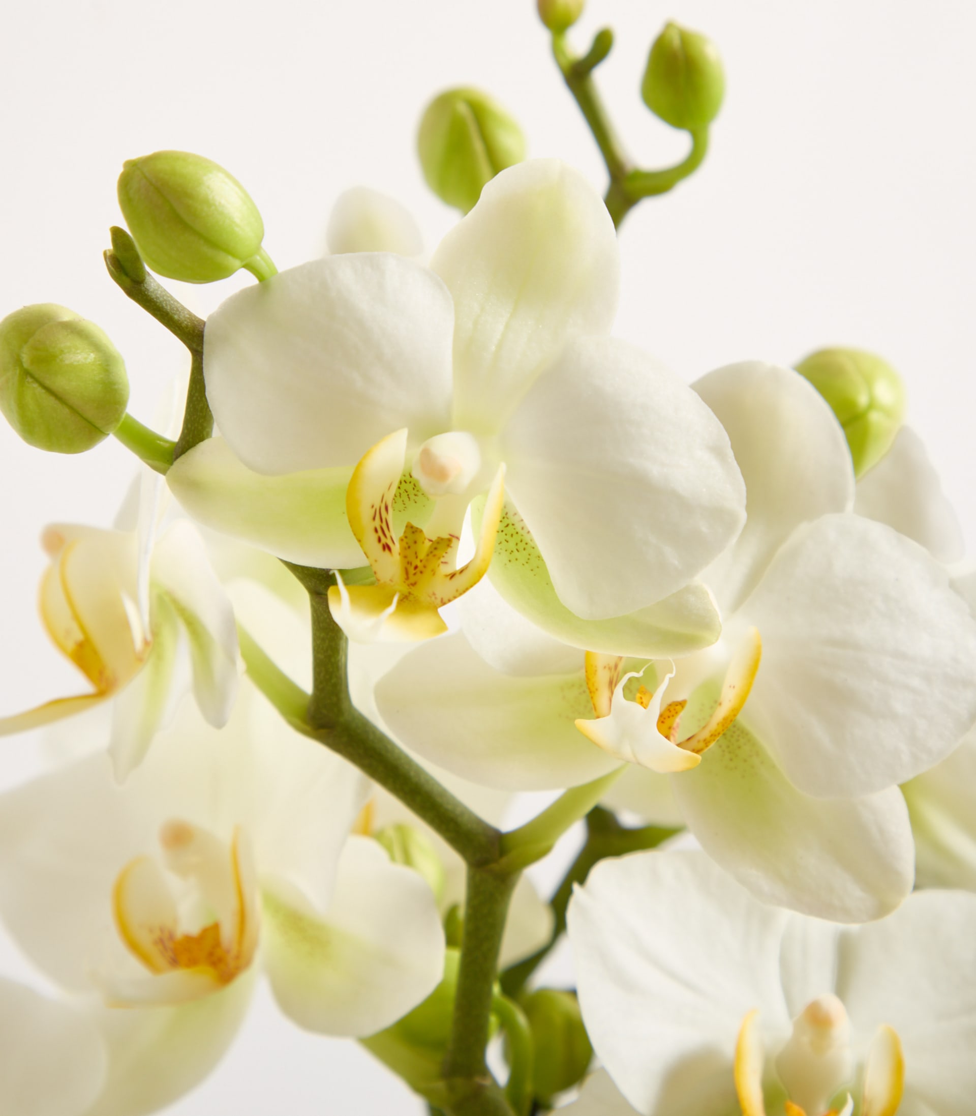 Orchideen Set 'Lausanne' - ohne Übertöpfe