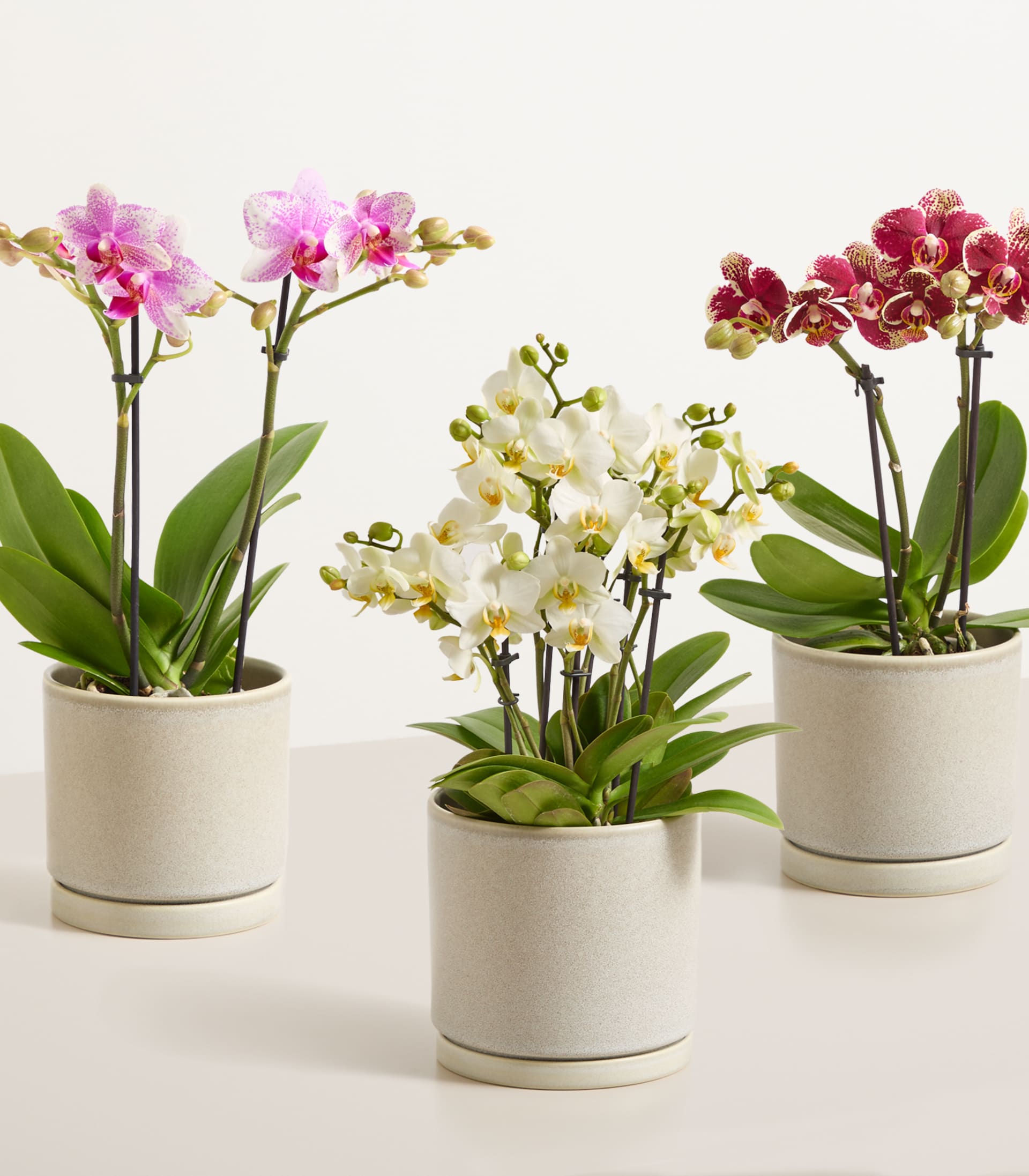 Buntes Orchideen Set - ohne Übertöpfe