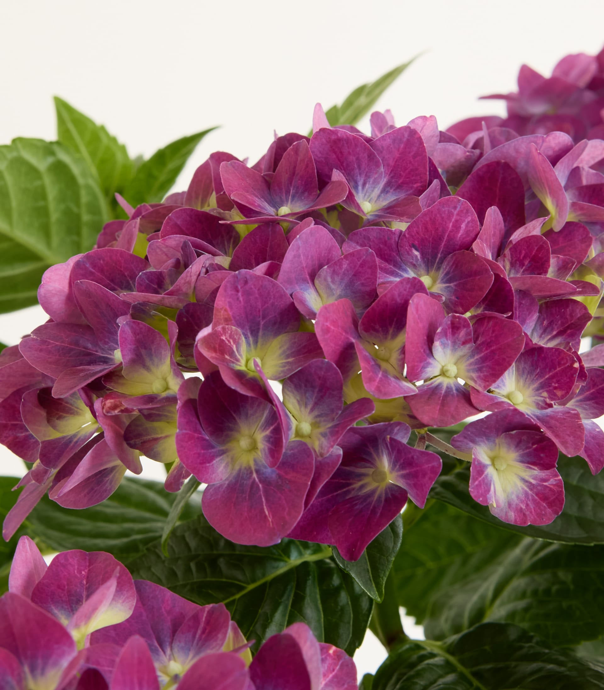 Ballhortensie 'Nimbo Lila'