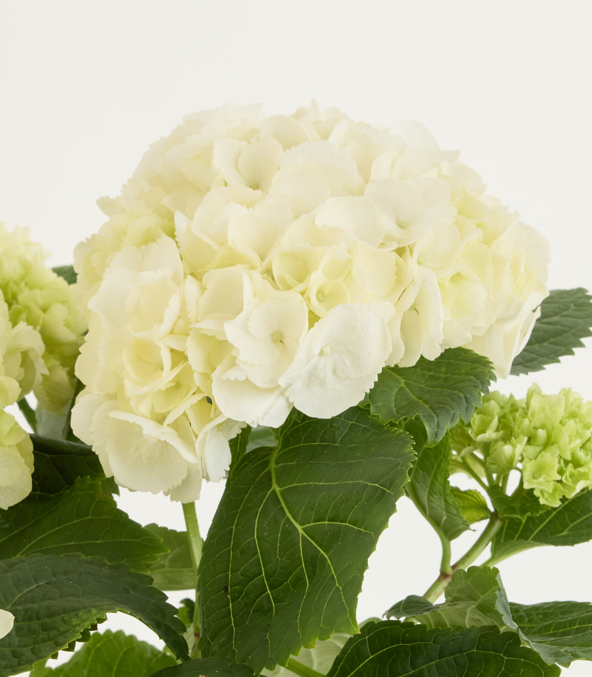 Ballhortensie 'Bright White' S