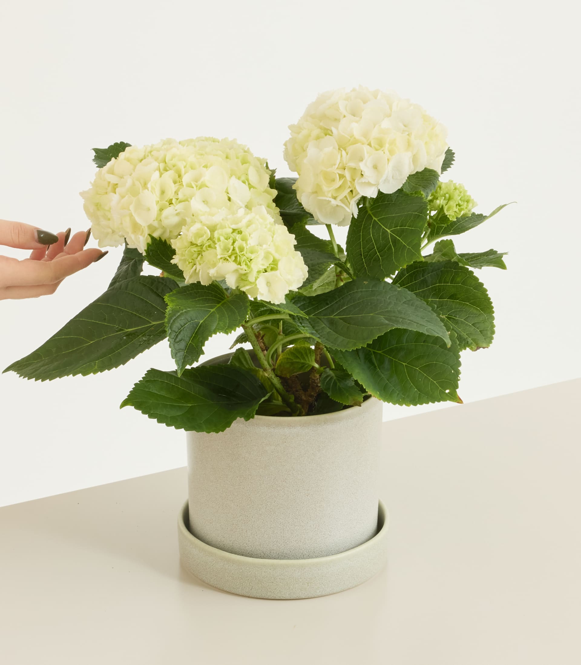 Ballhortensie 'Bright White' S