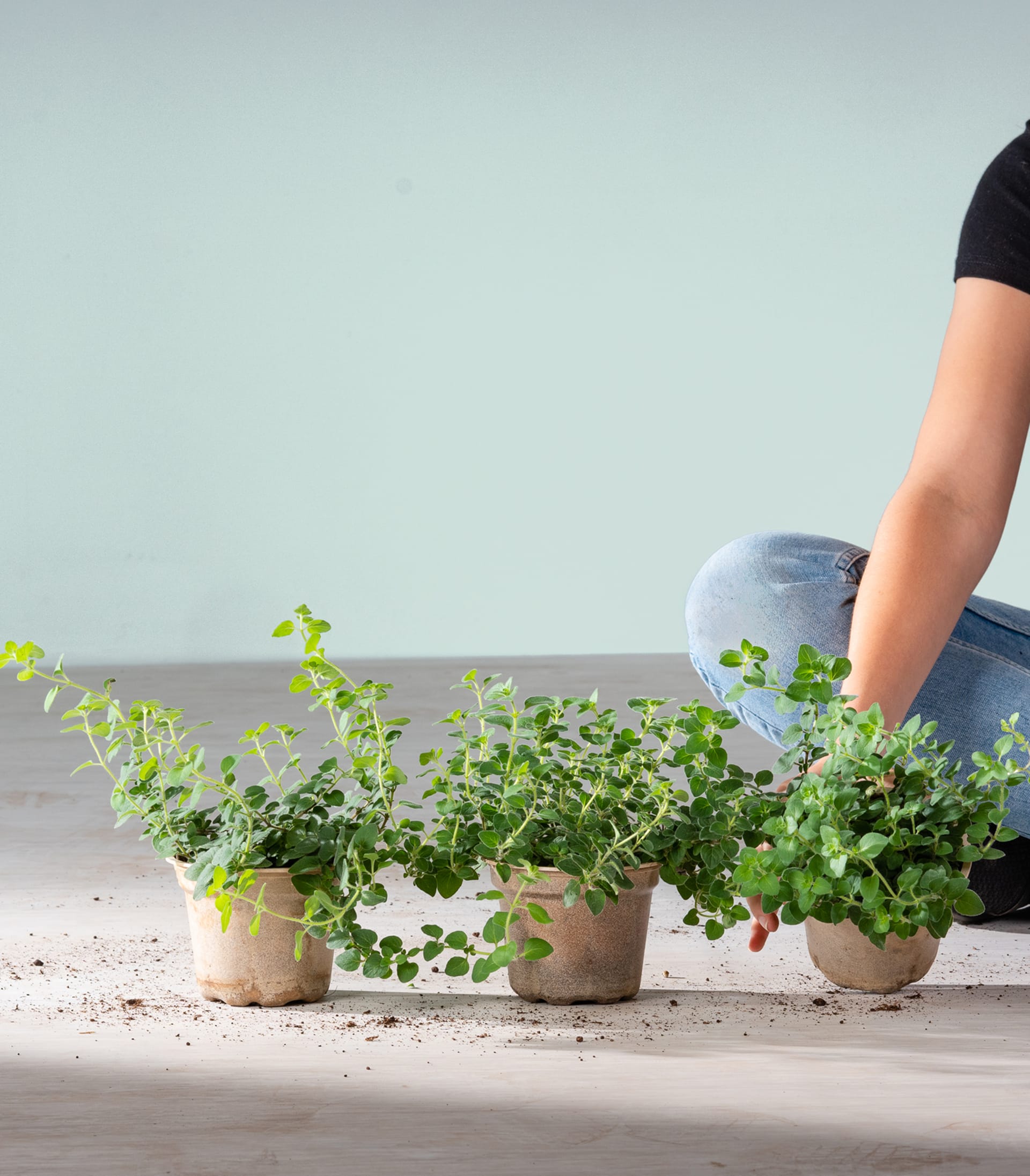 BIO Scharfer Oregano - 3 Stück