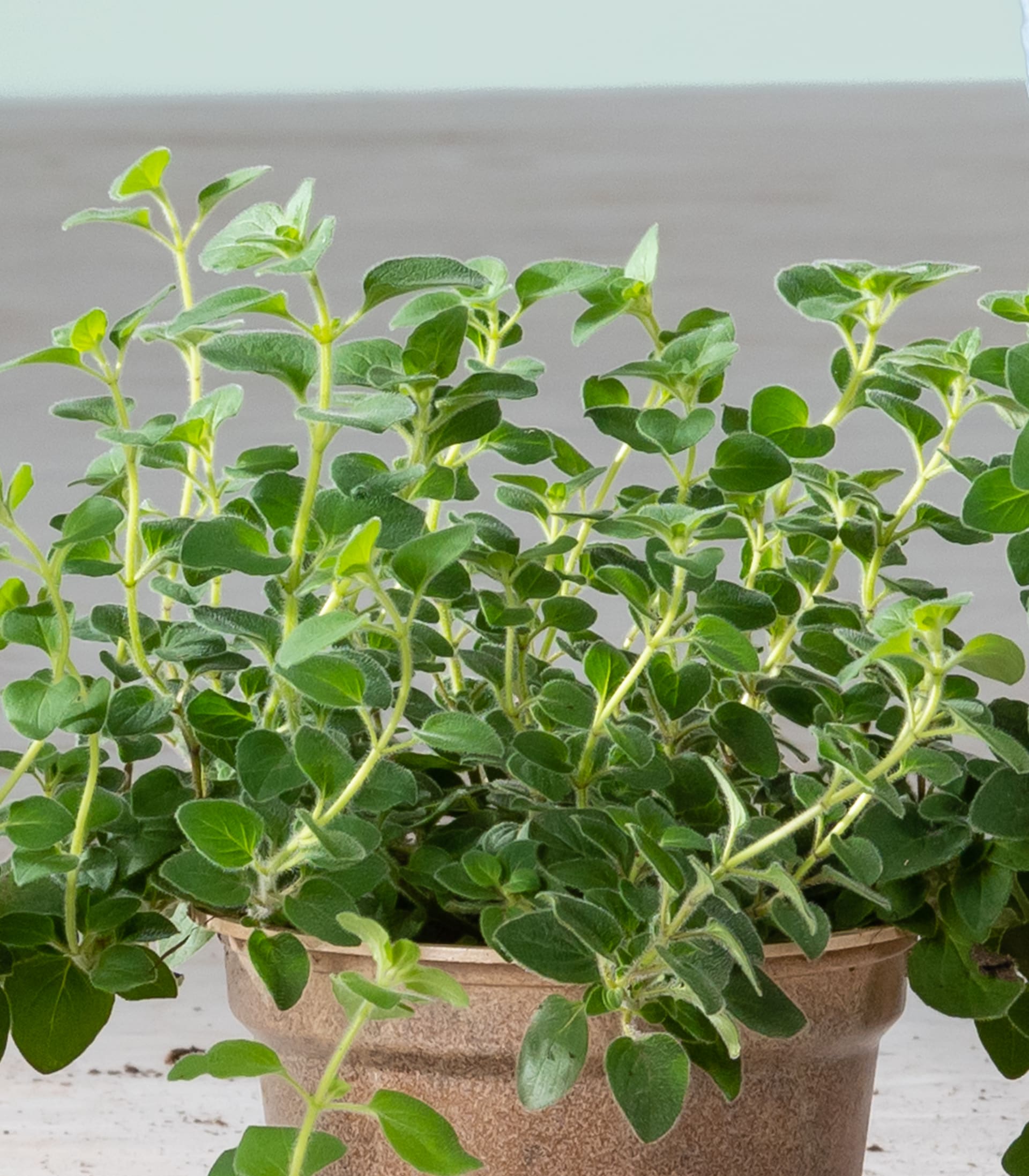 BIO Scharfer Oregano - 3 Stück