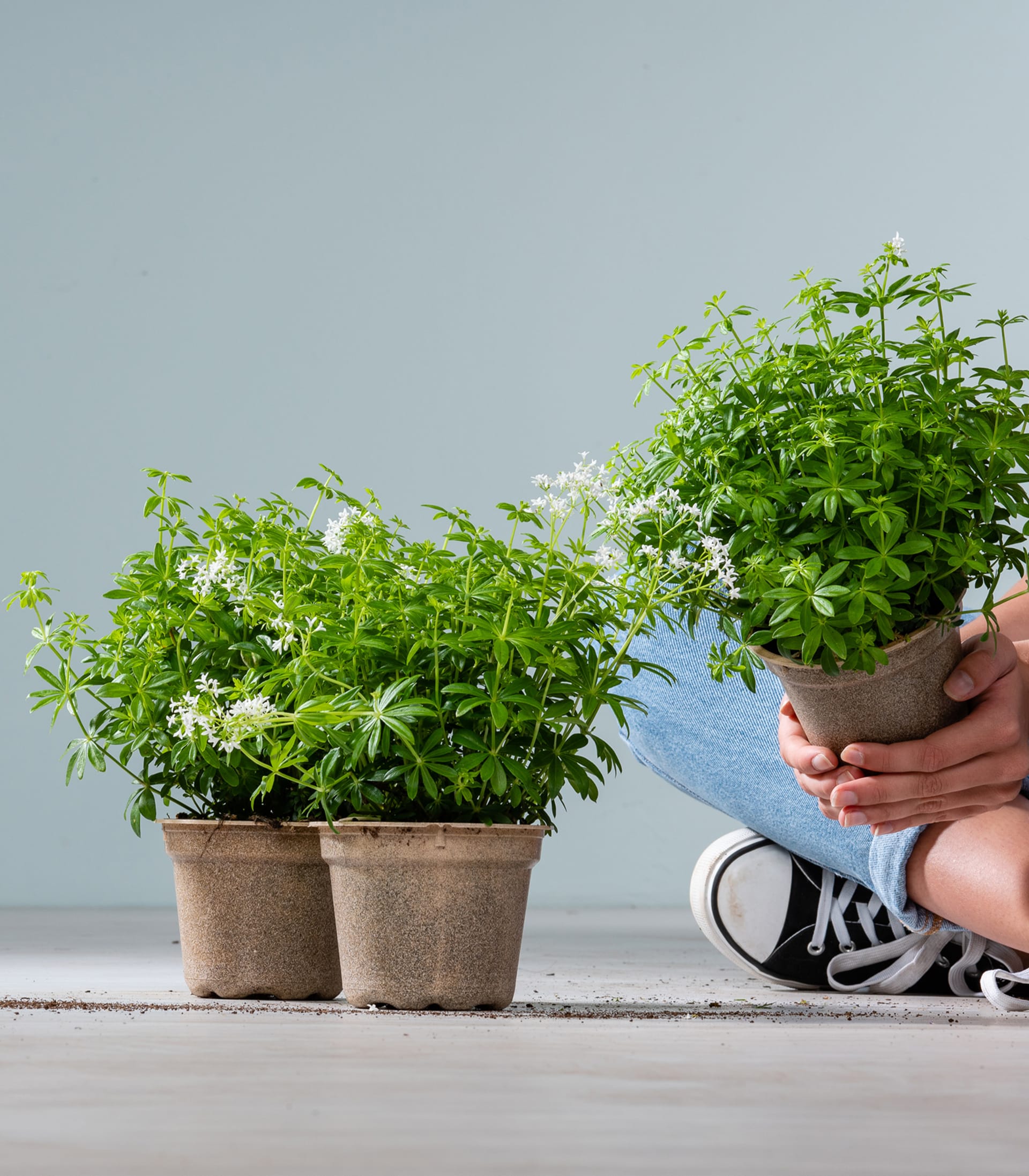 Ein üppiges, grünes Feld voller zarter, weißer Blumen, die eine ruhige und malerische Naturlandschaft schaffen.