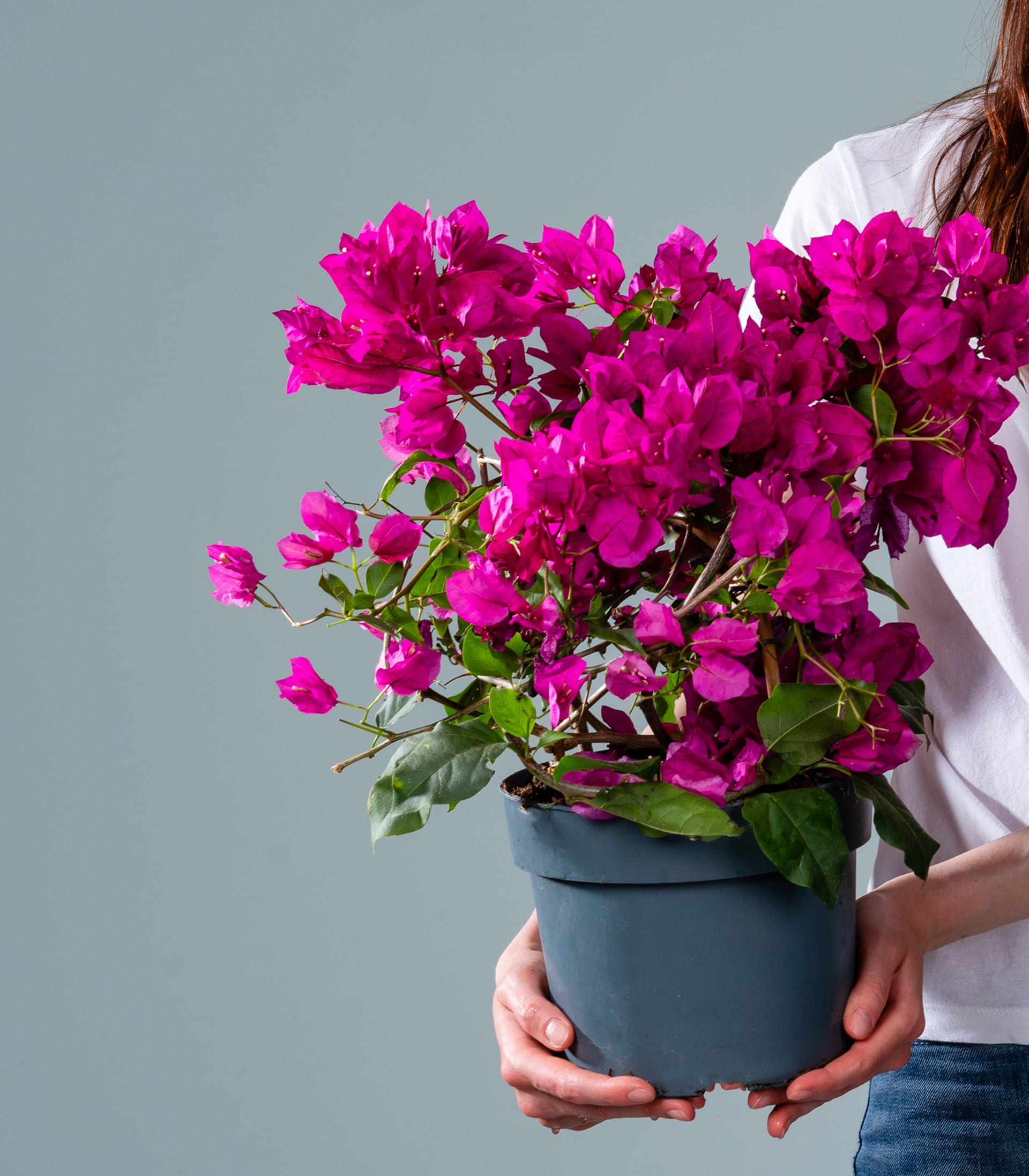 Bougainvillea L