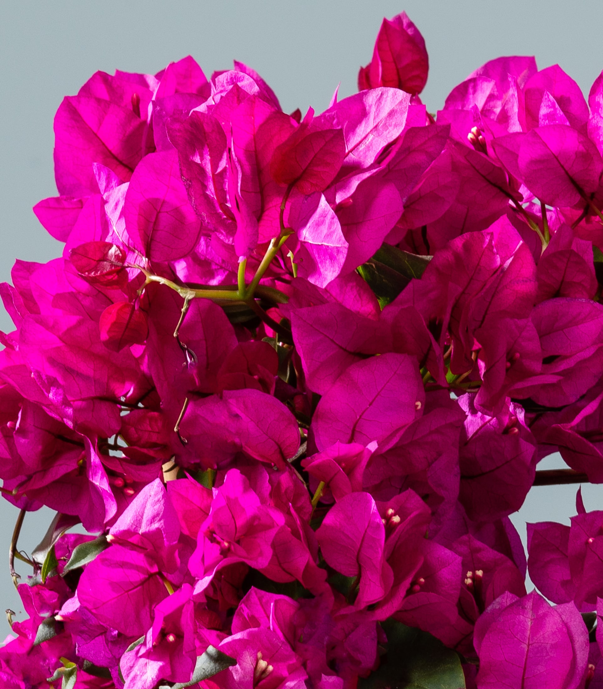 Bougainvillea XL - Spalier