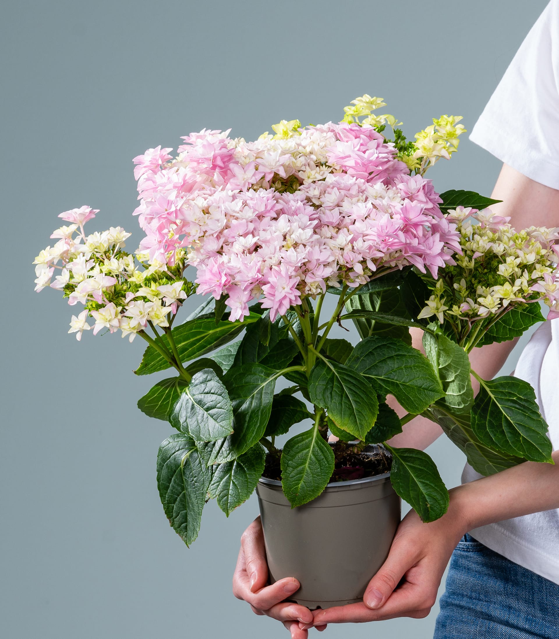 Ballhortensie gefüllt 'Doppio Rosato'