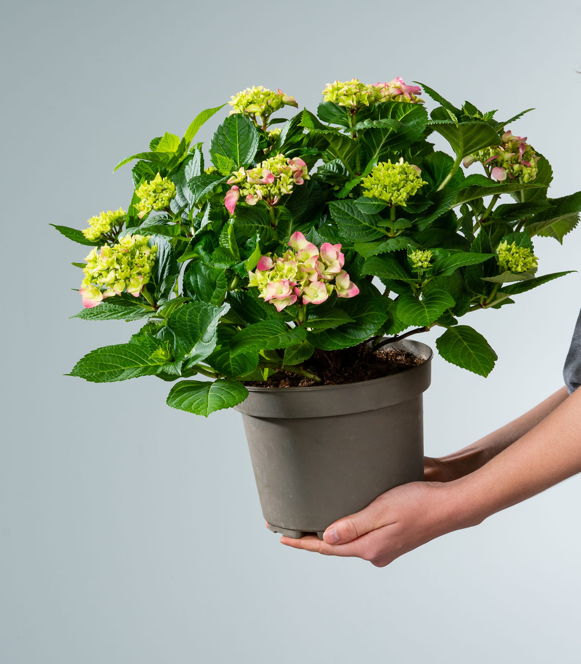Ballhortensie 'Early Pink'