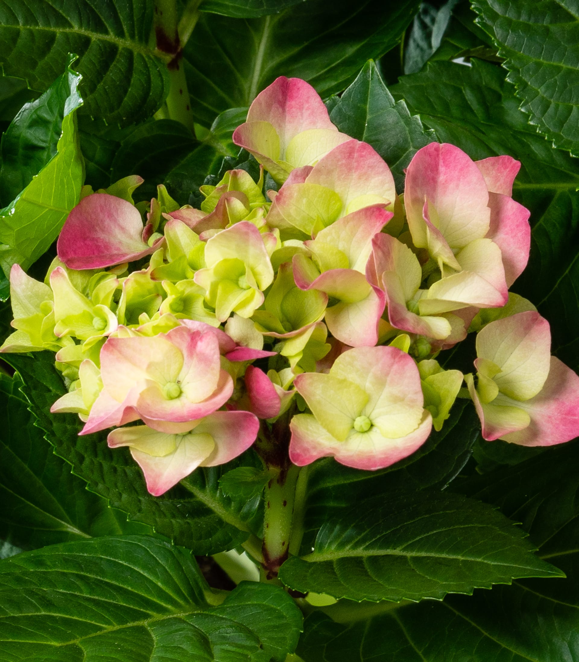 Ballhortensie 'Early Pink'