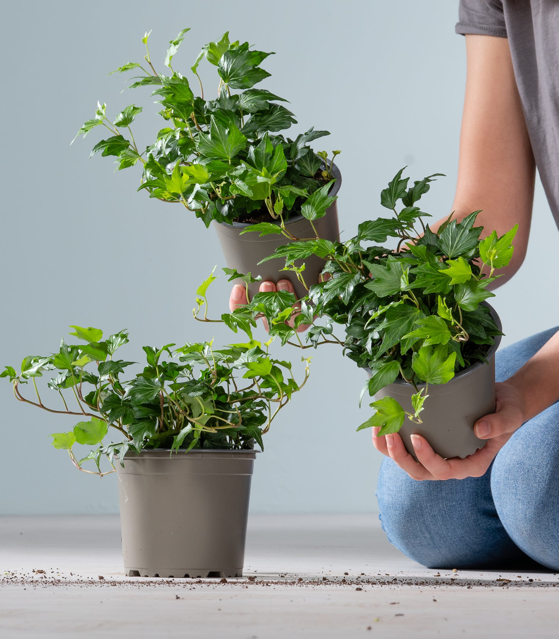 Ein dichtes, üppiges Laub aus grünen Blättern bedeckt den Rahmen und schafft eine lebendige und grüne Szene. Die Blätter scheinen von einem Baum oder Strauch zu stammen, wobei im gesamten Bild eine Mischung verschiedener Grüntöne sichtbar ist.
