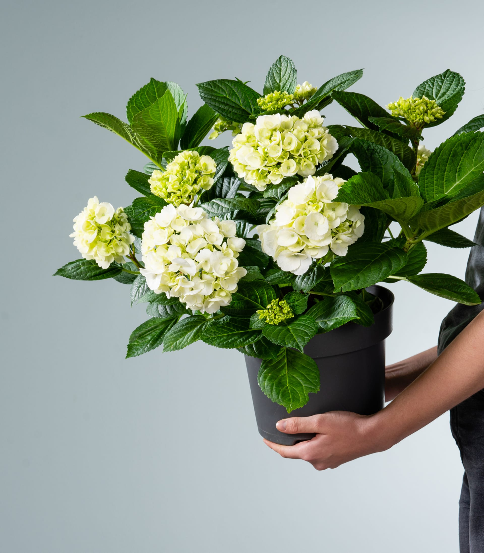 Ballhortensie 'Bright White' M