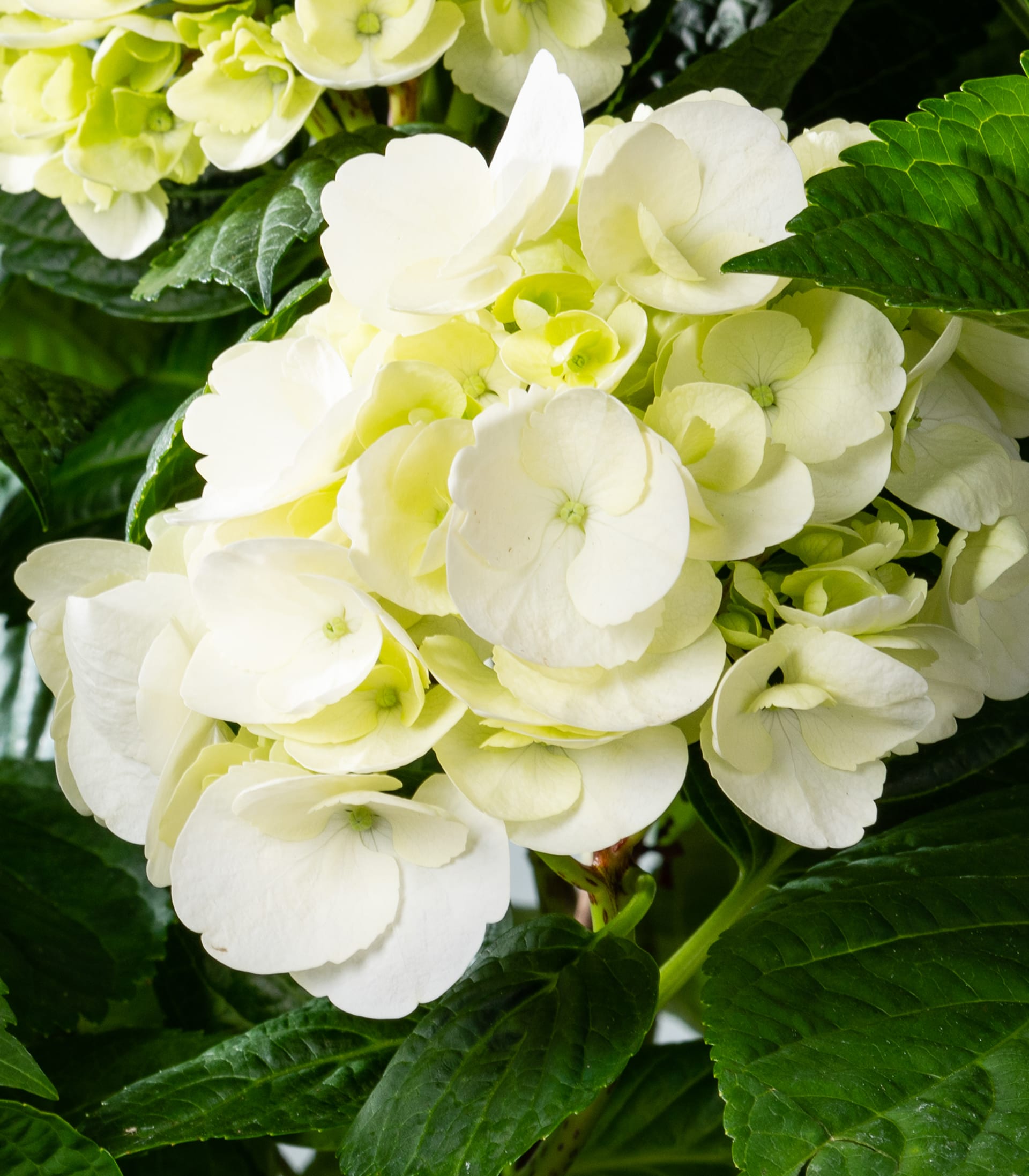 Ballhortensie 'Bright White' M