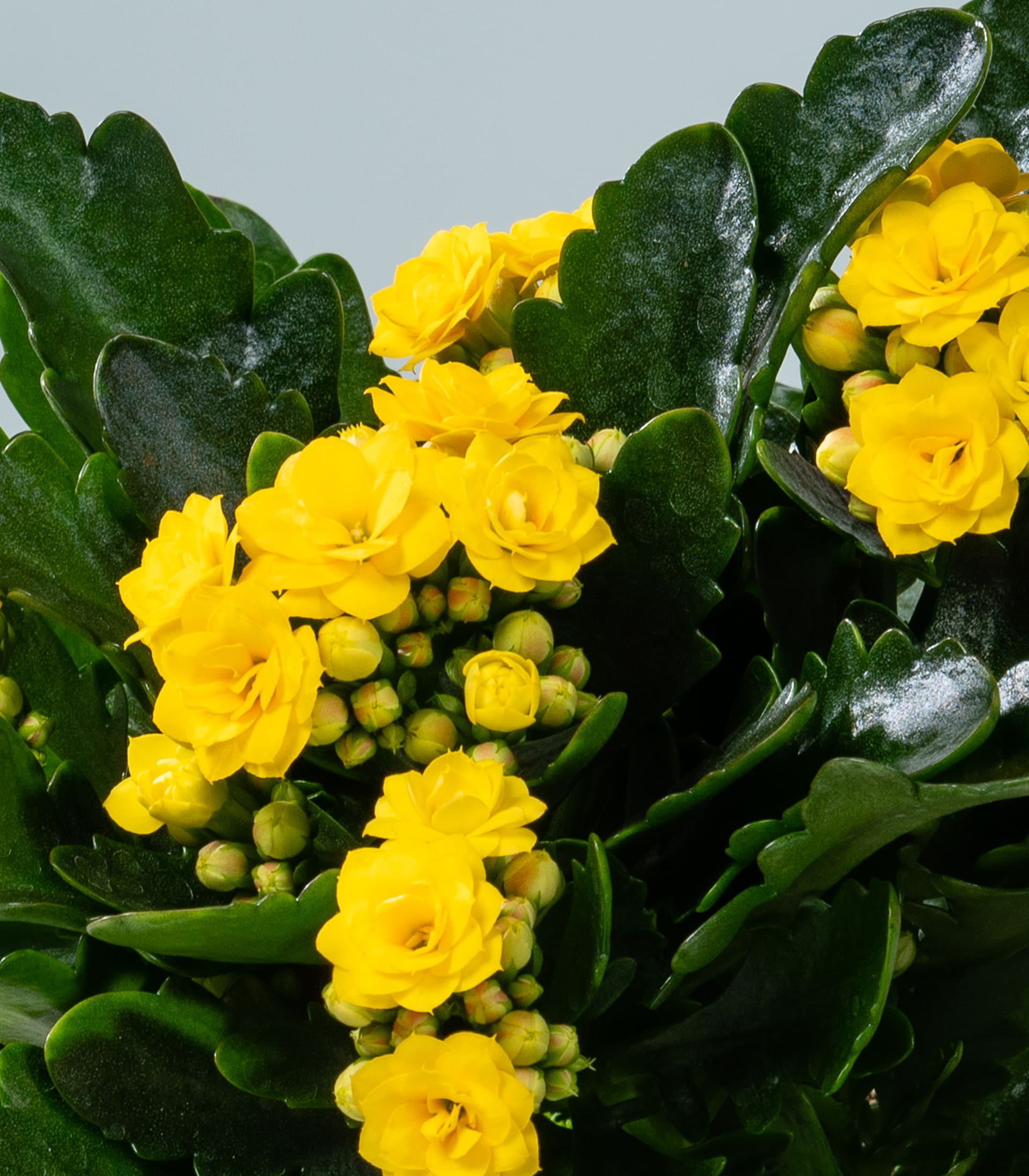 Kalanchoe Gelb S - 3 Stück