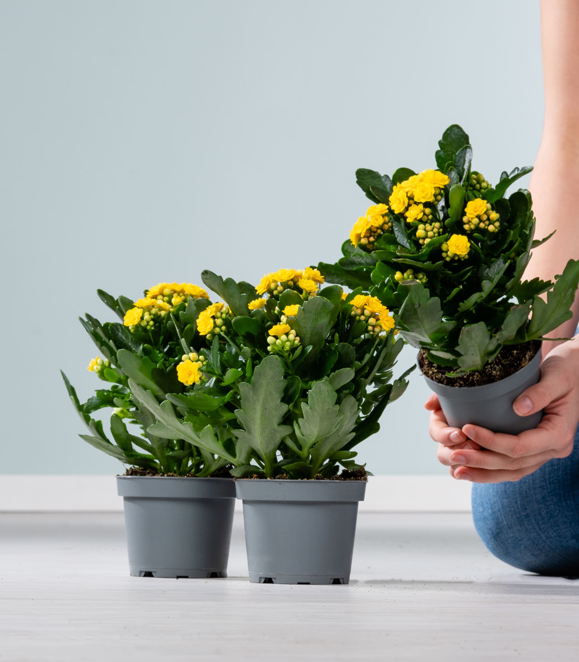 Kalanchoe Gelb S - 3 Stück