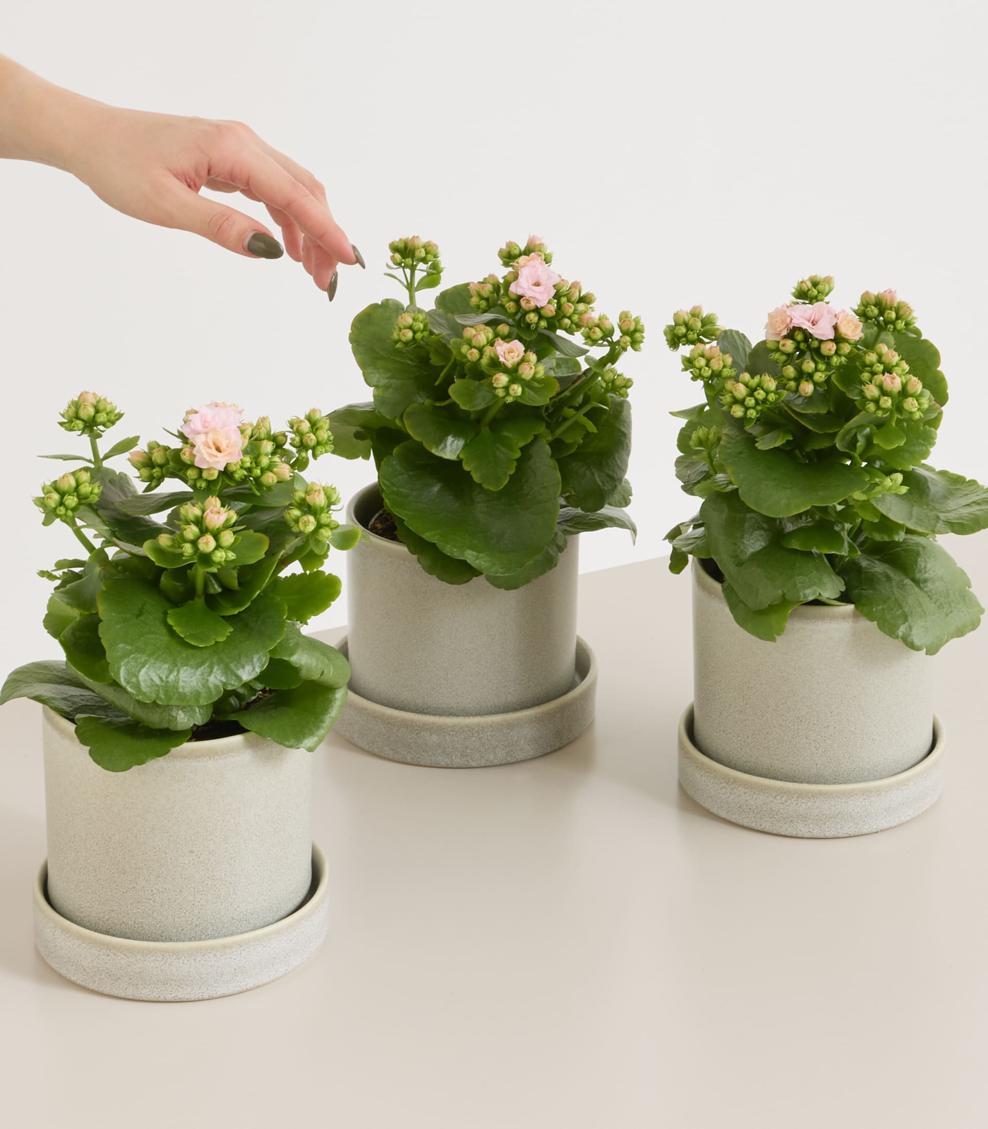 Kalanchoe Rosa S - 3 Stück