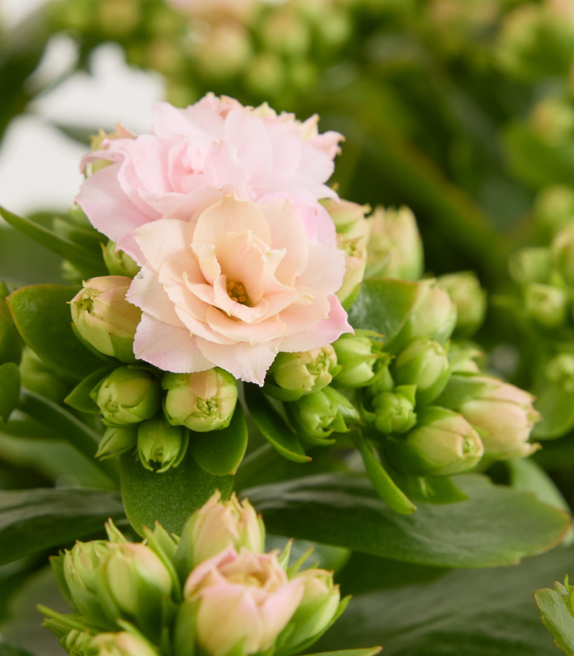 Kalanchoe Rosa S - 3 Stück