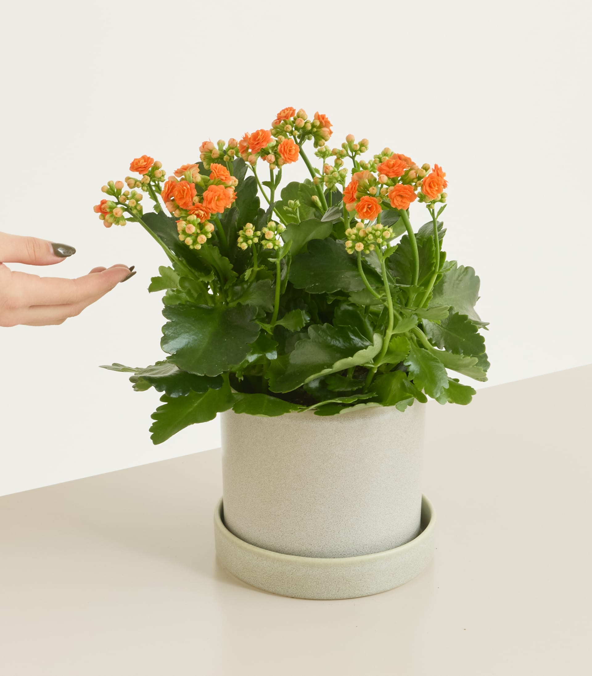 Orangefarbene Kalanchoe M 