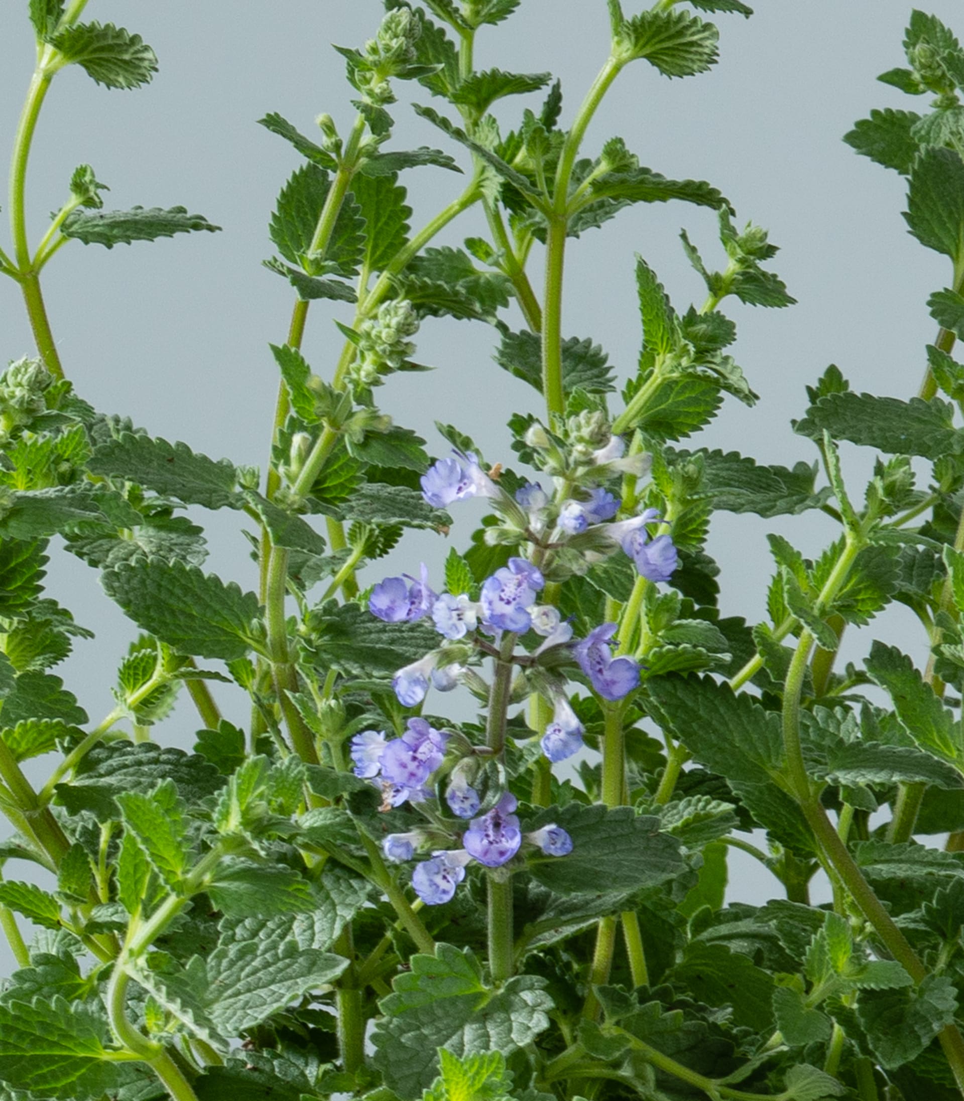 Das Bild zeigt eine üppige, grüne Pflanze mit leuchtenden, gezackten Blättern und zarten violetten Blüten, die inmitten des Laubes erblühen.