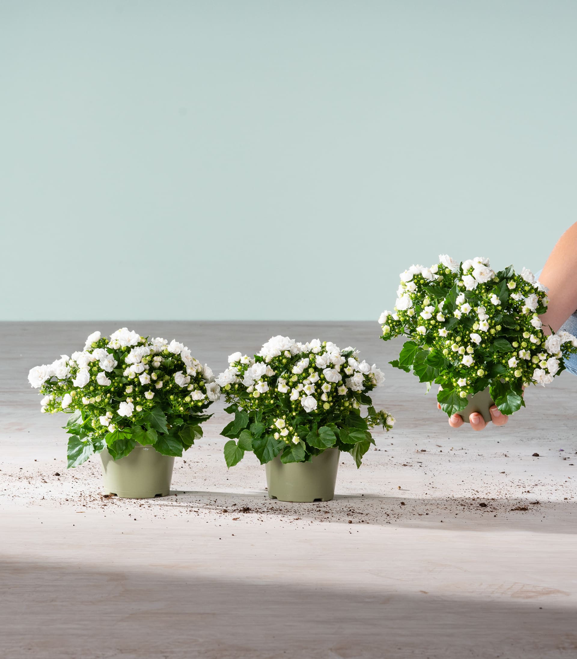 Das Bild zeigt mehrere Topfpflanzen mit weißen Blüten an einem Strand vor einem ruhigen, blauen Himmel.