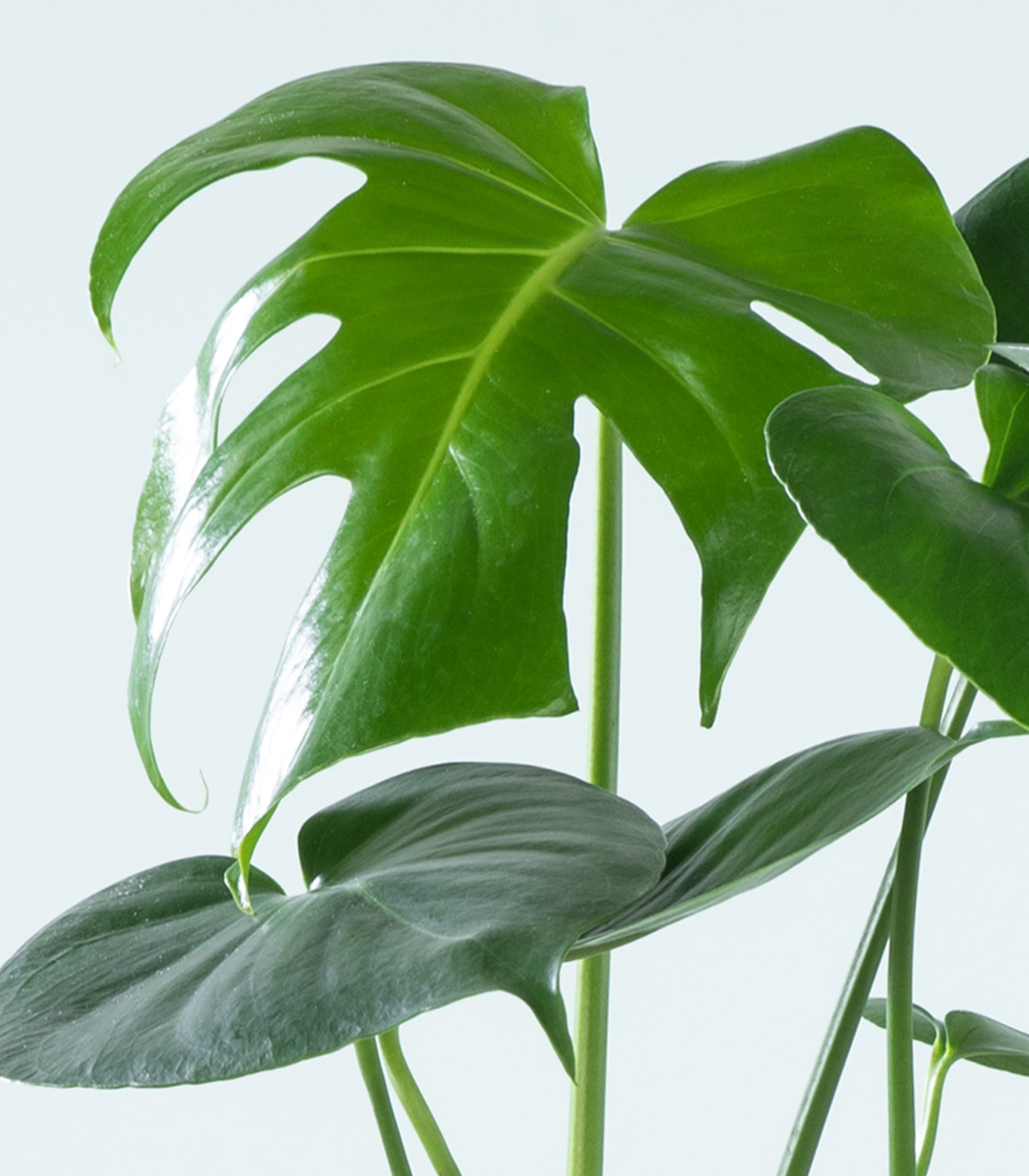 Monstera 'Deliciosa' S