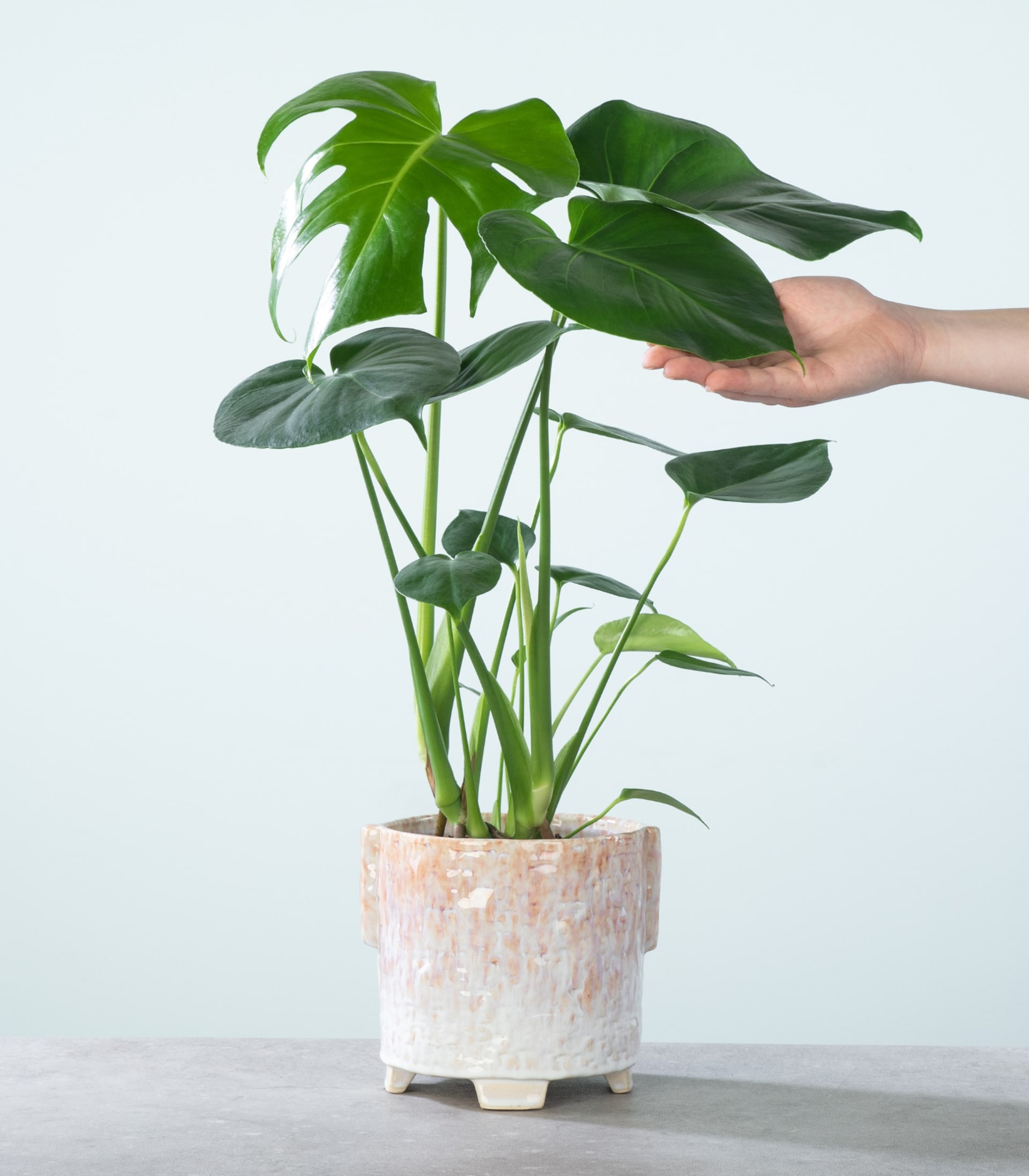 Monstera 'Deliciosa' S