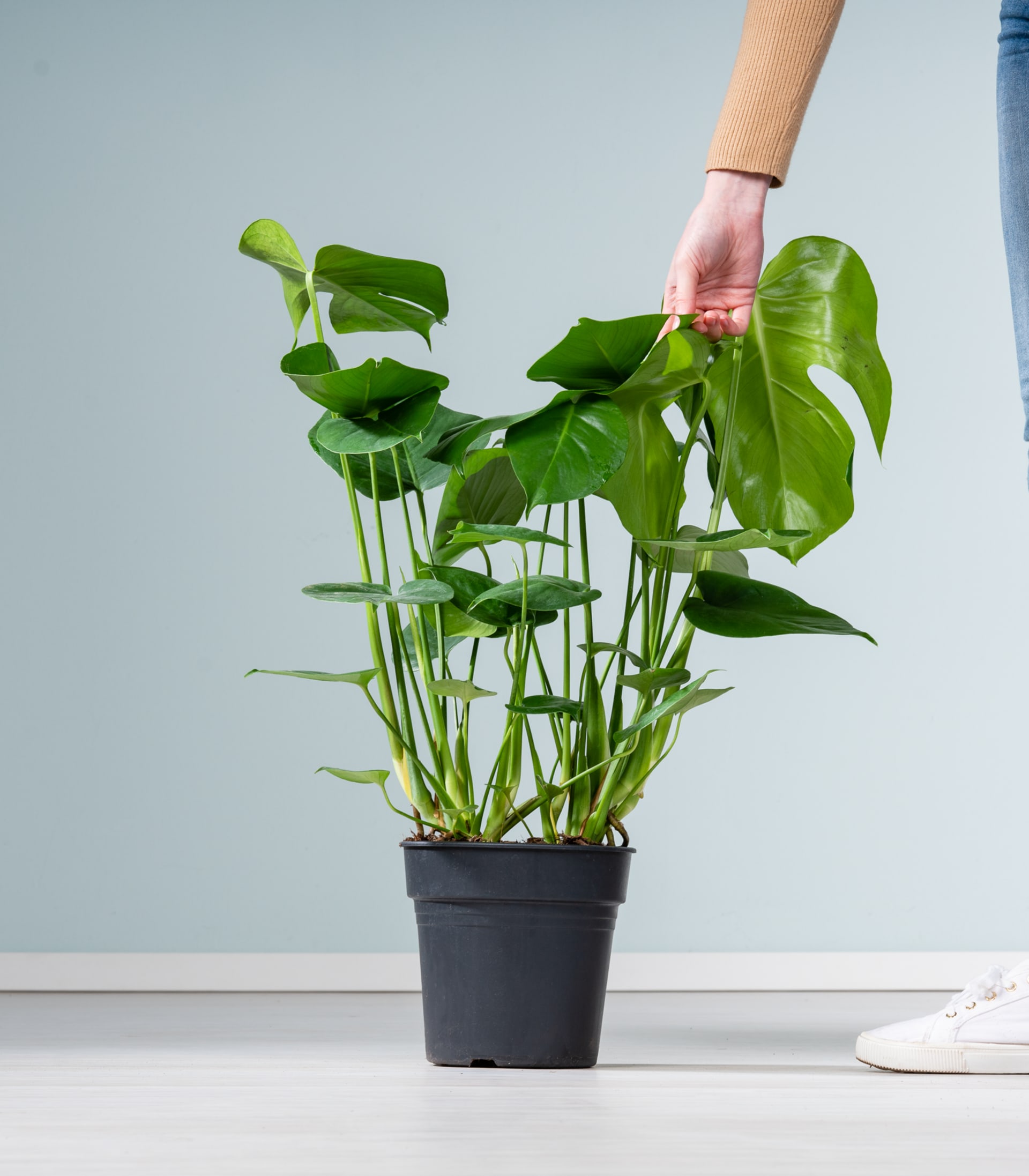 Monstera 'Deliciosa' M