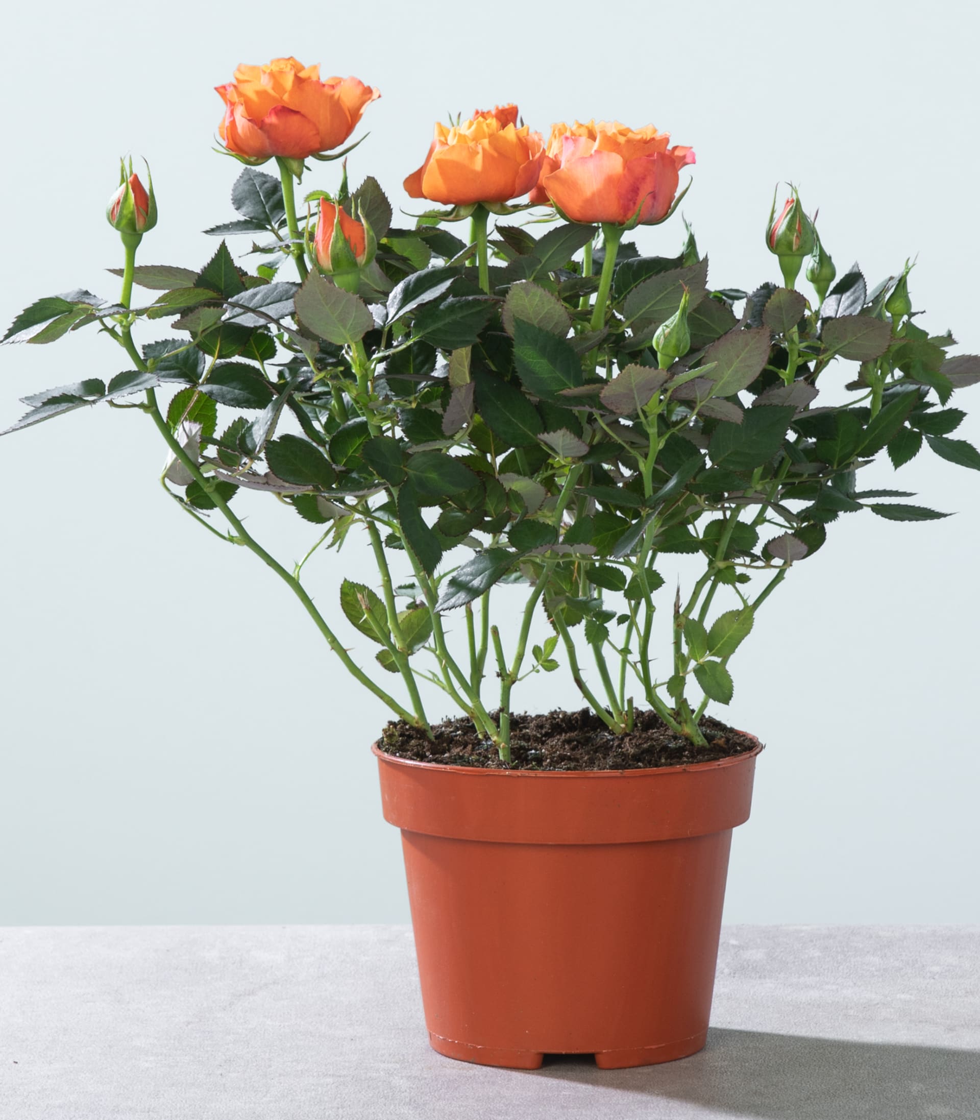 Zimmerrose 'Maracuja'