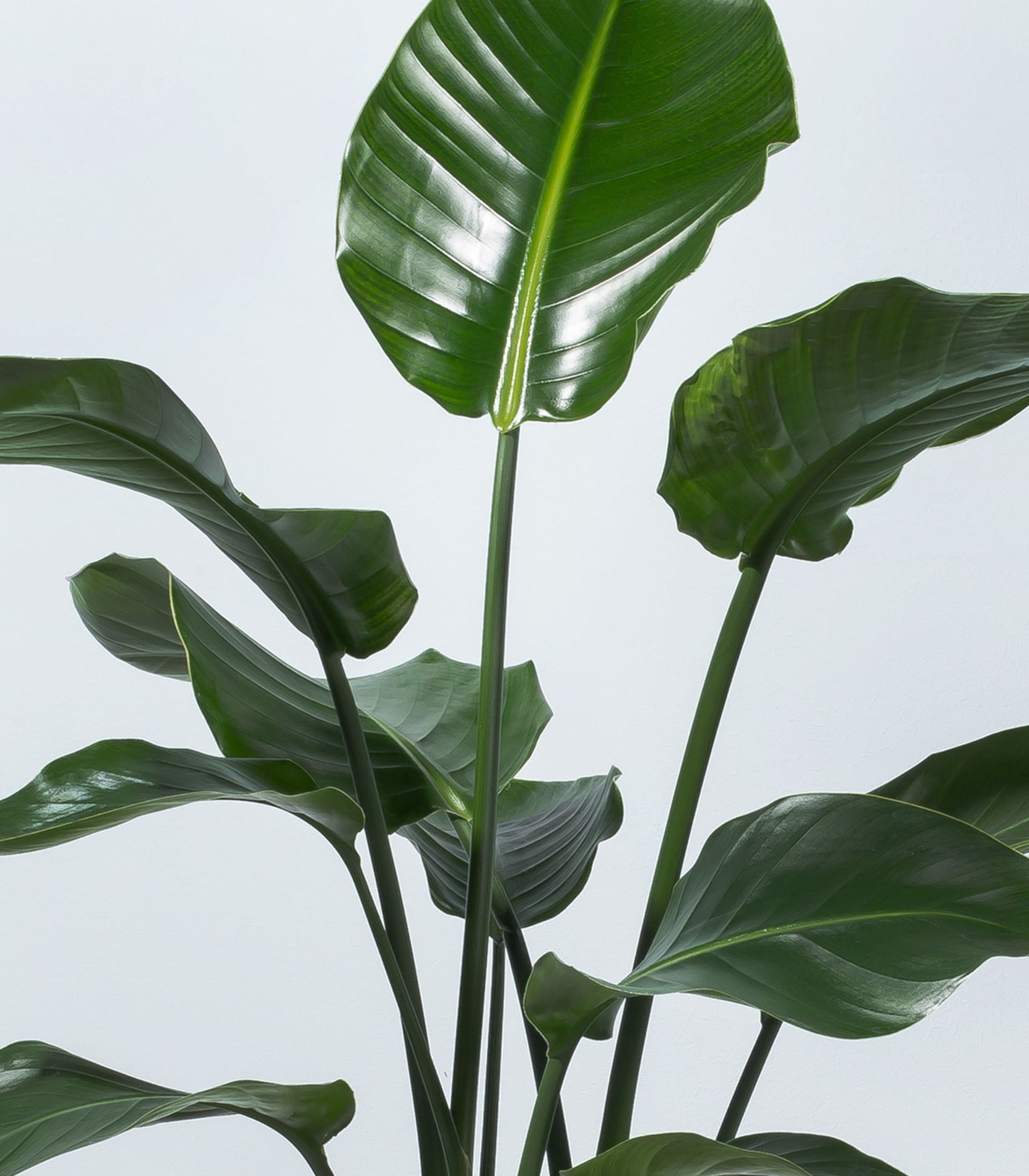 Strelitzie 'Nicolai'