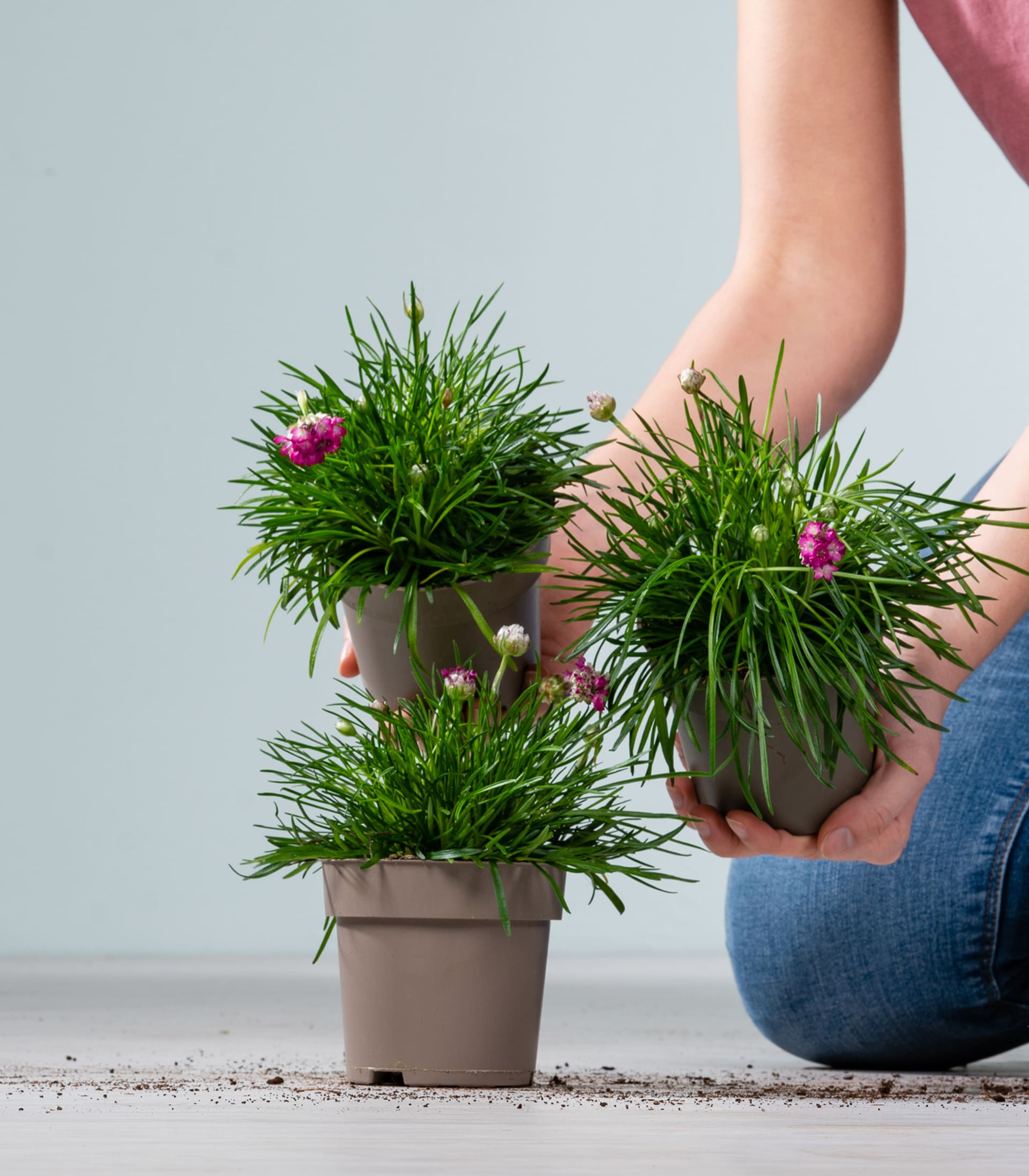 Grasnelke Lila - 3 Stück