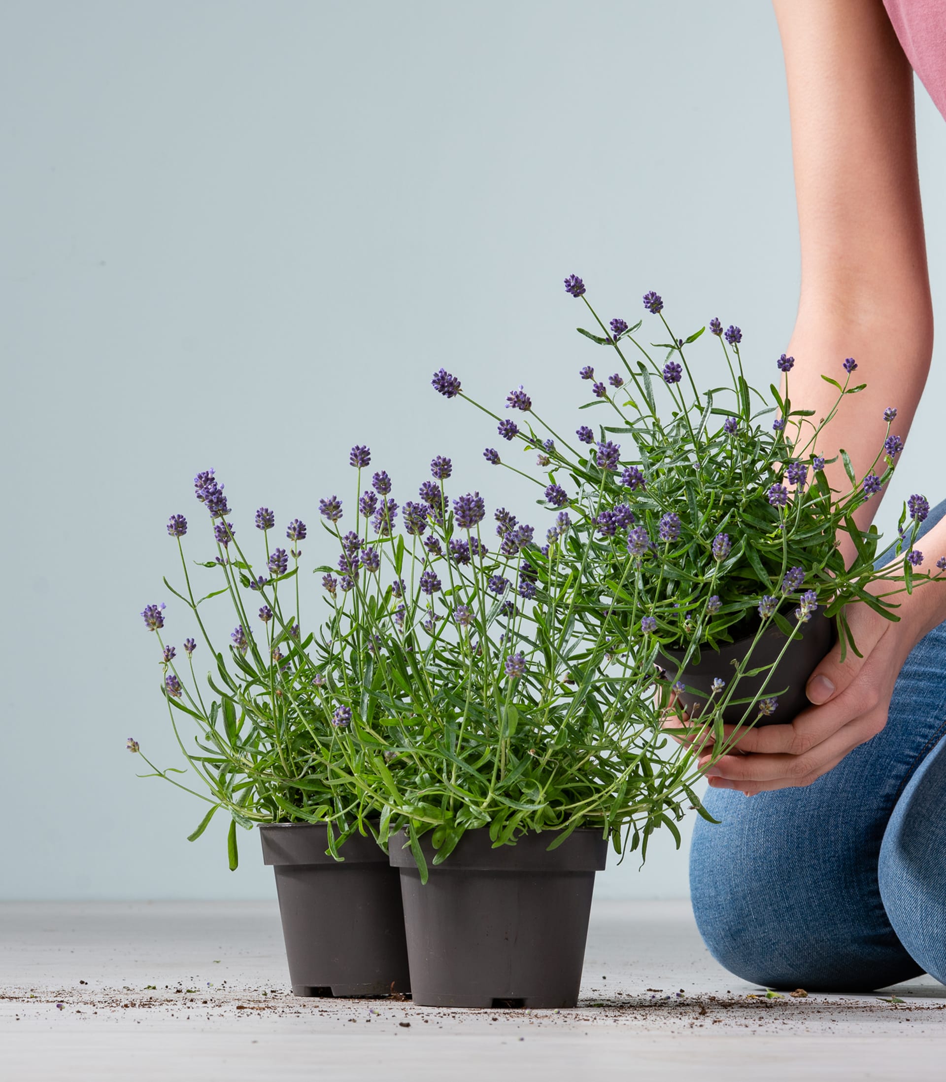 Lavendel S - 3 Stück