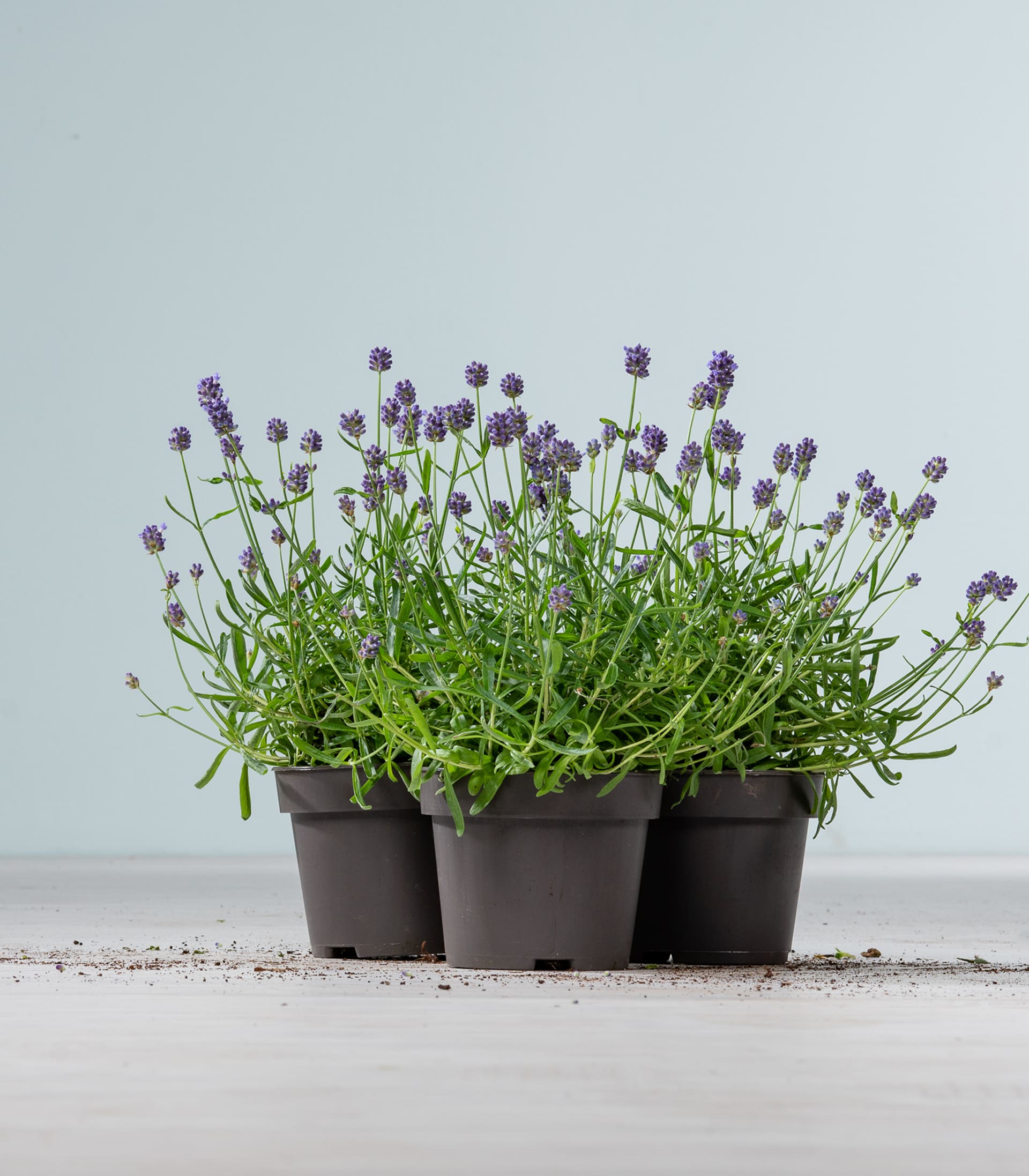 Lavendel S - 3 Stück