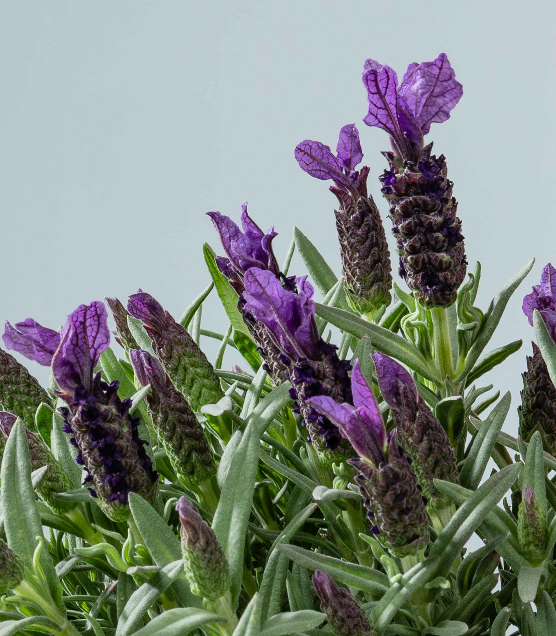 Schopflavendel S - 3 Stück