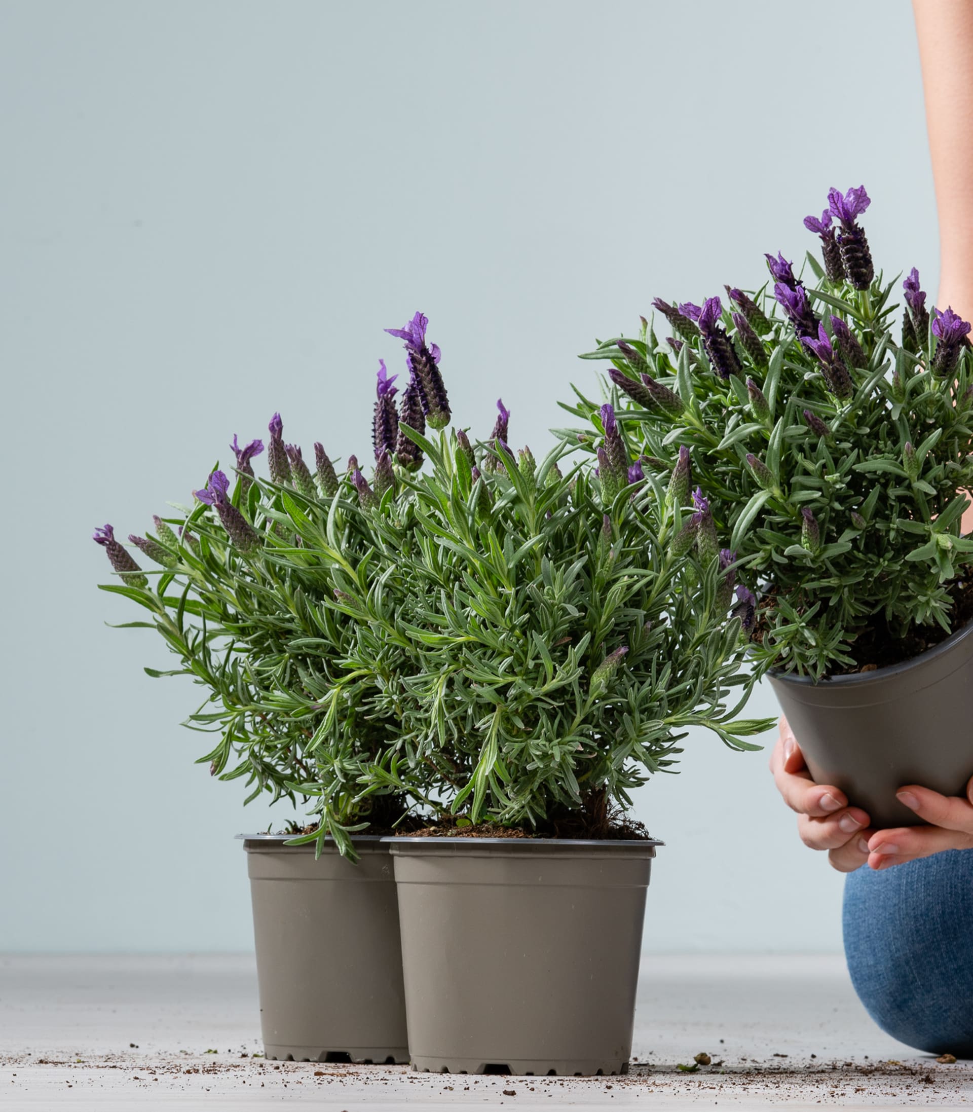 Schopflavendel S - 3 Stück