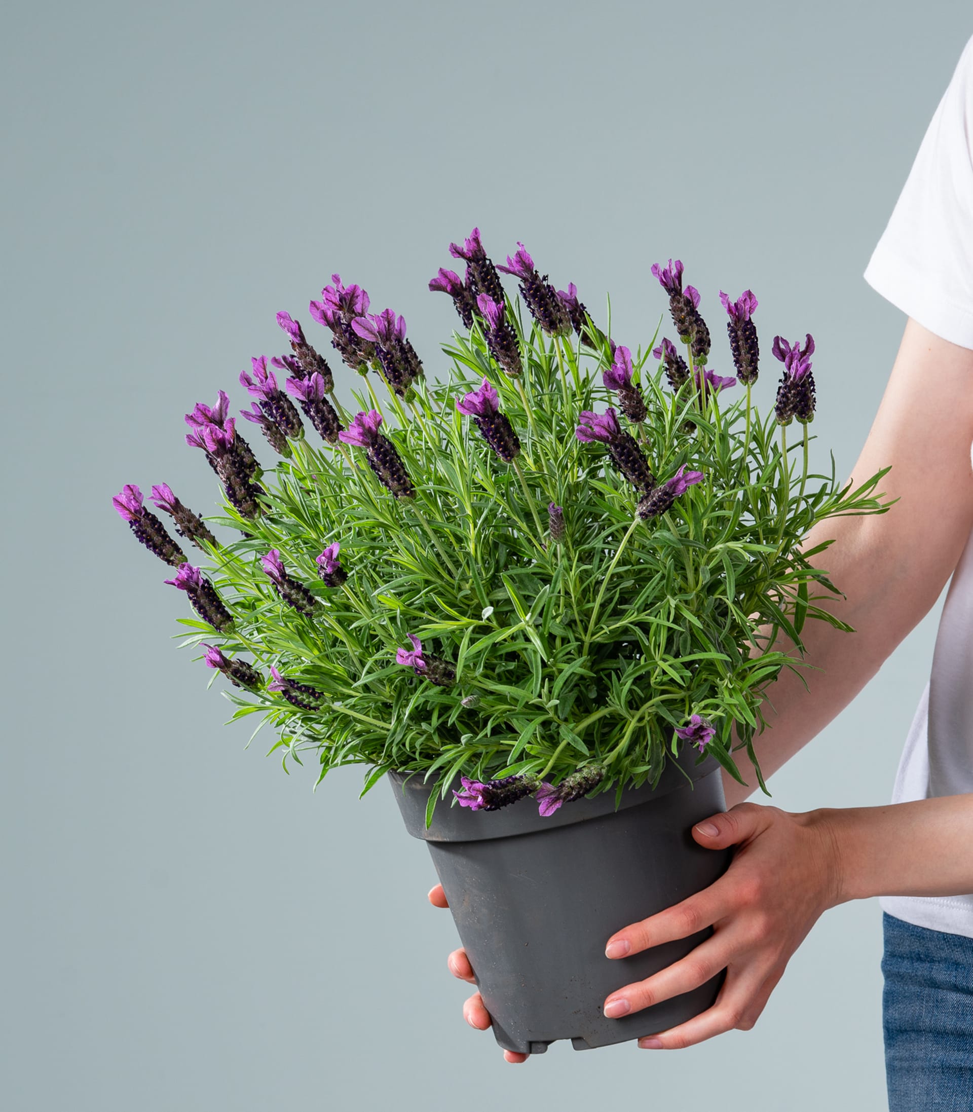 Ein üppiges Feld mit leuchtend violetten Lavendelblüten vor einem verschwommenen grünen Hintergrund.