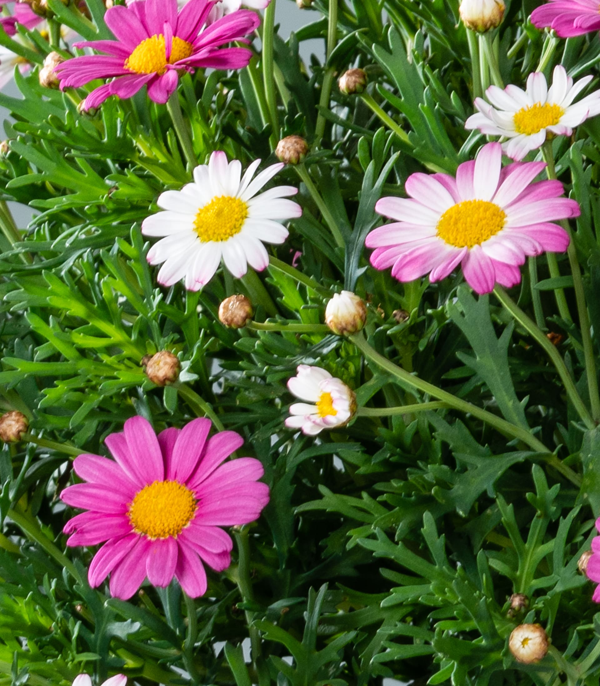 Rosafarbene Margerite