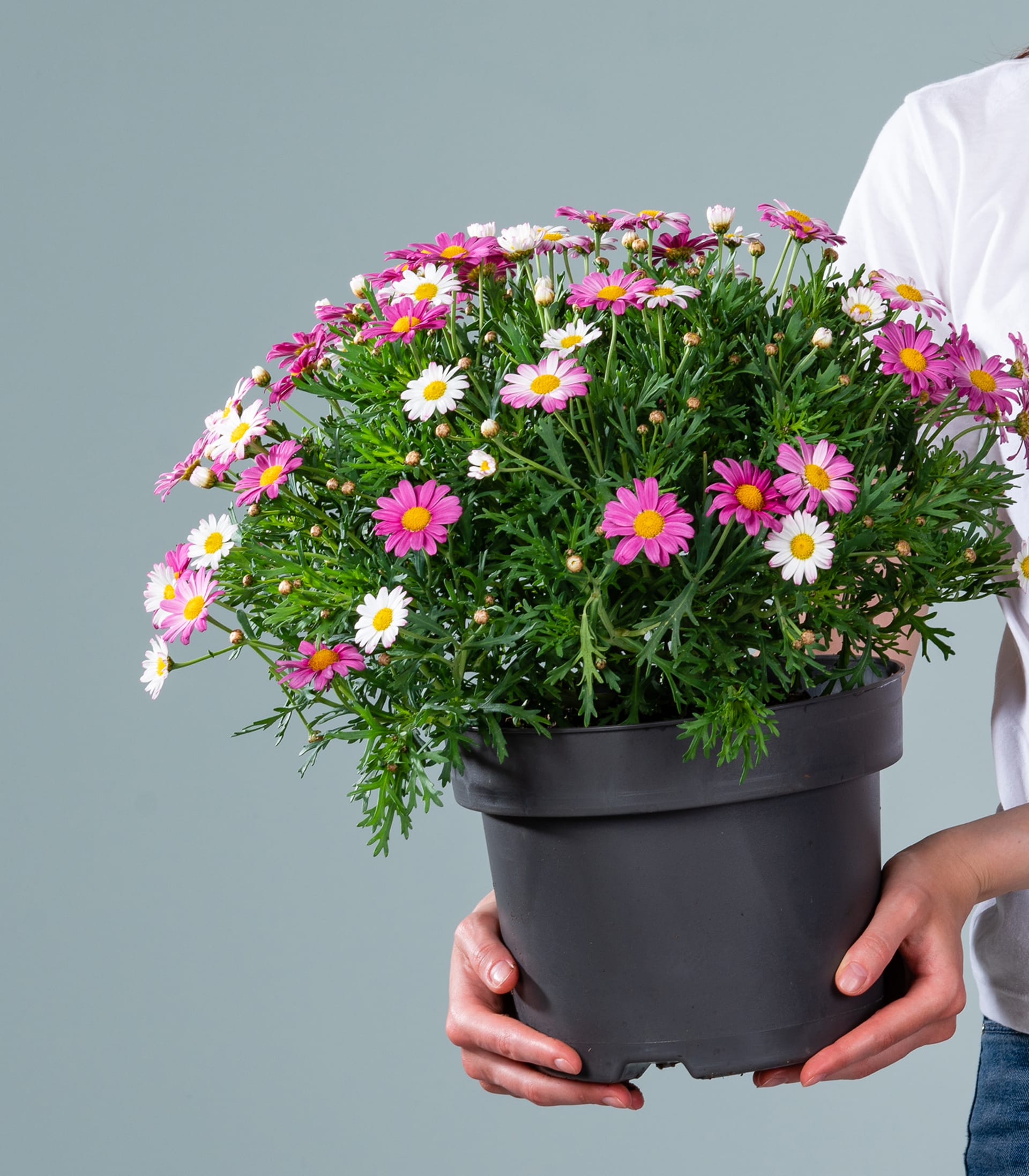 Rosafarbene Margerite