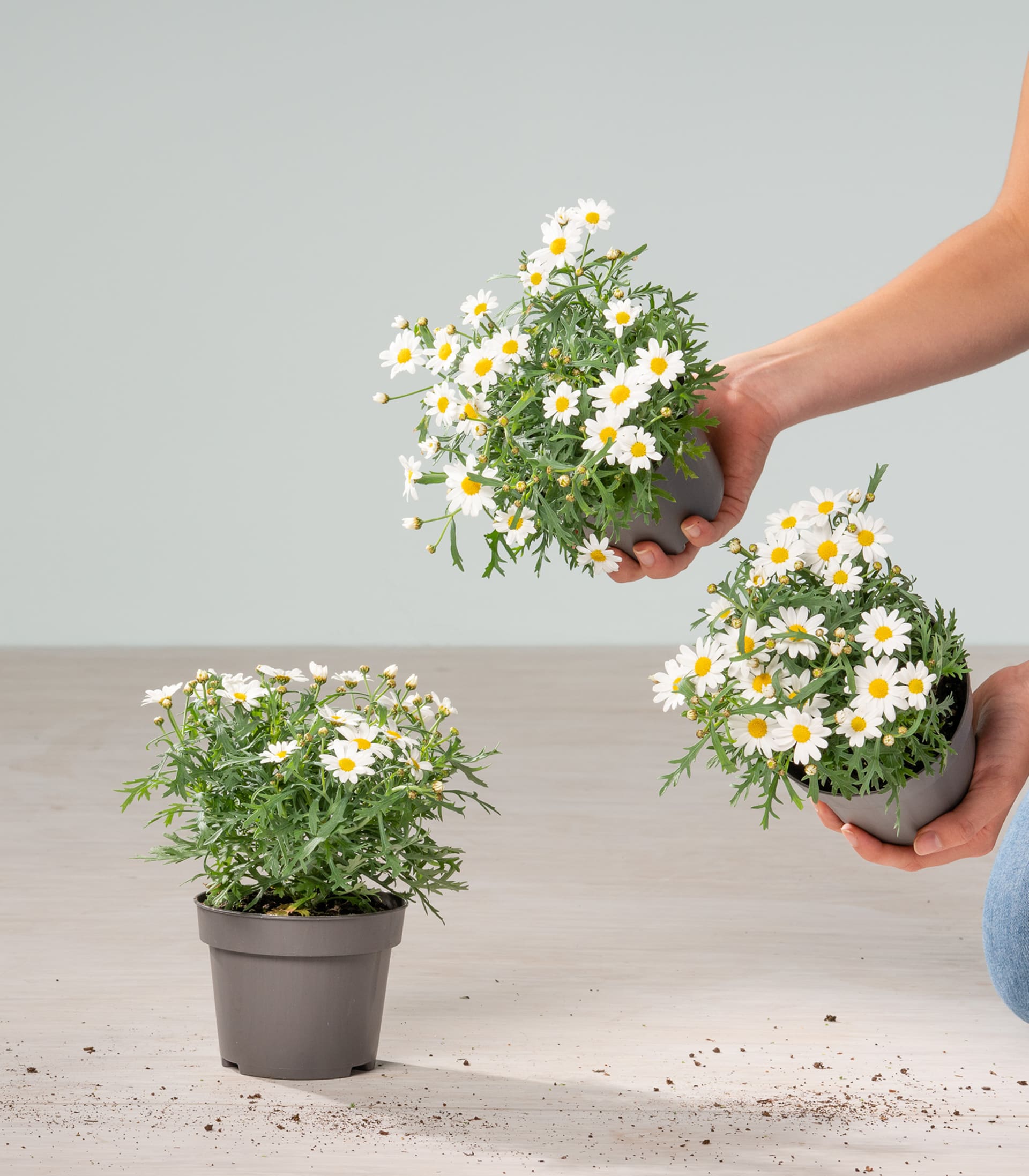 Margerite 'Giga White' - 3 Stück