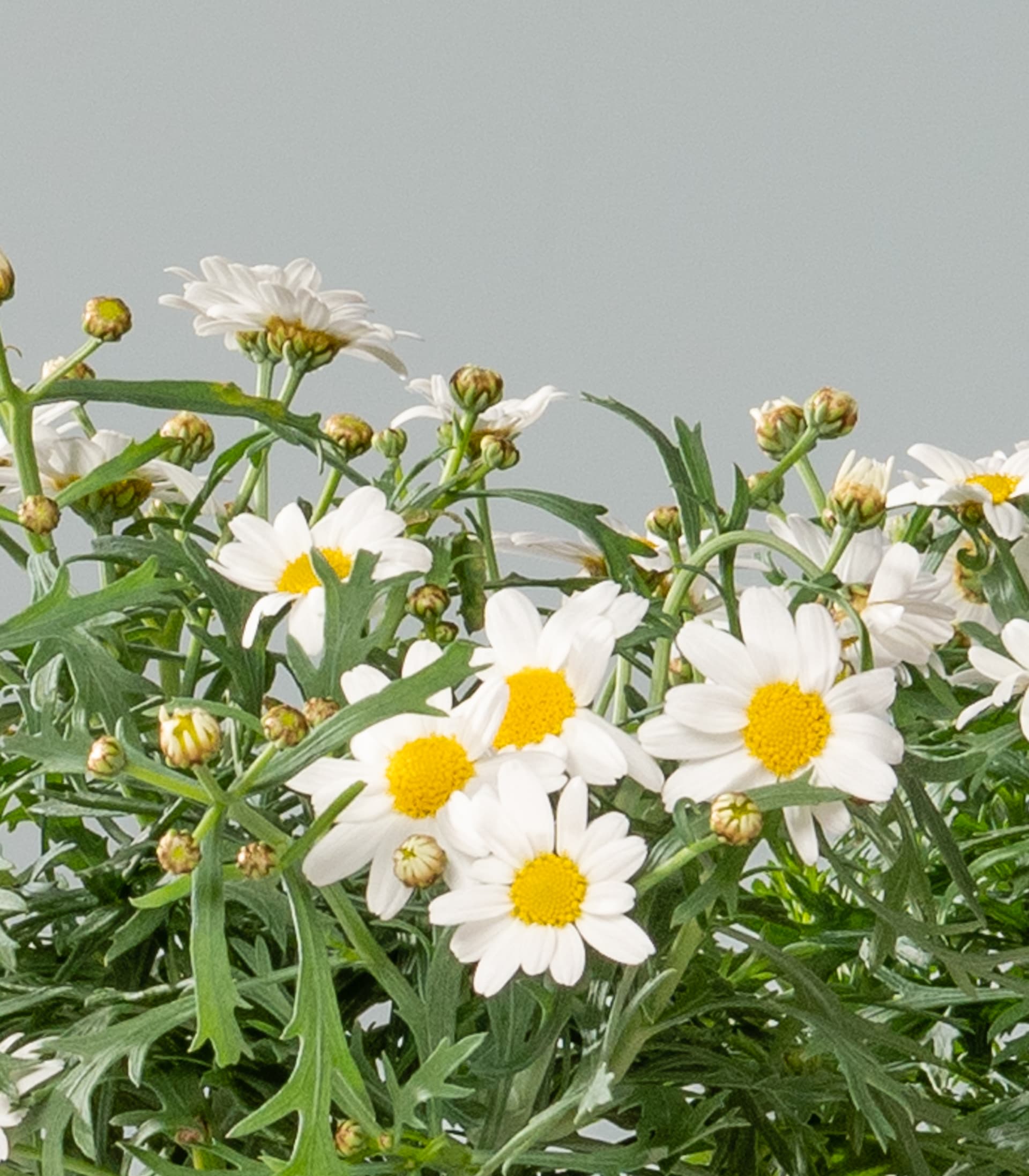 Margerite 'Giga White' - 3 Stück