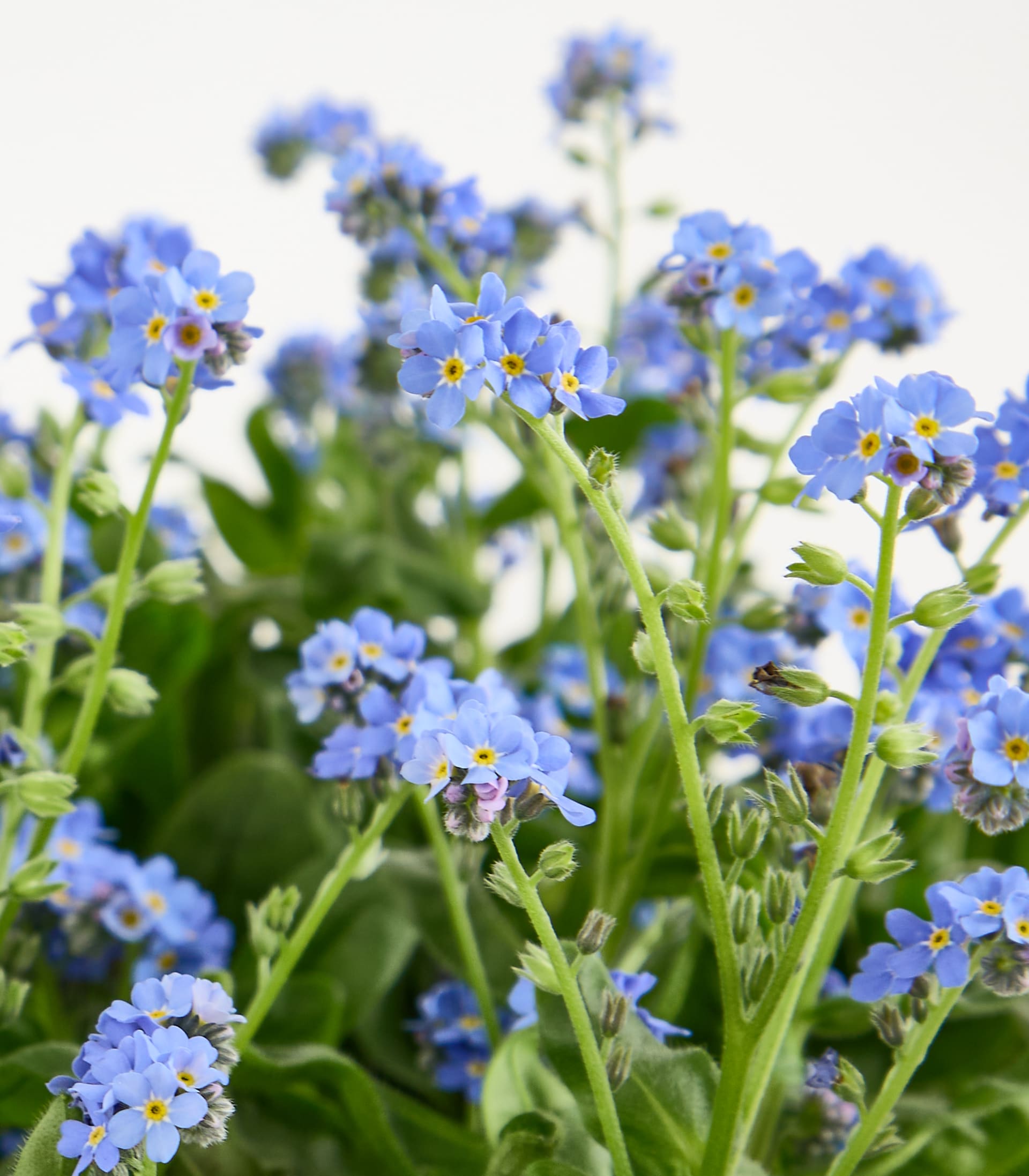 Blaues Vergissmeinnicht - 3 Stück