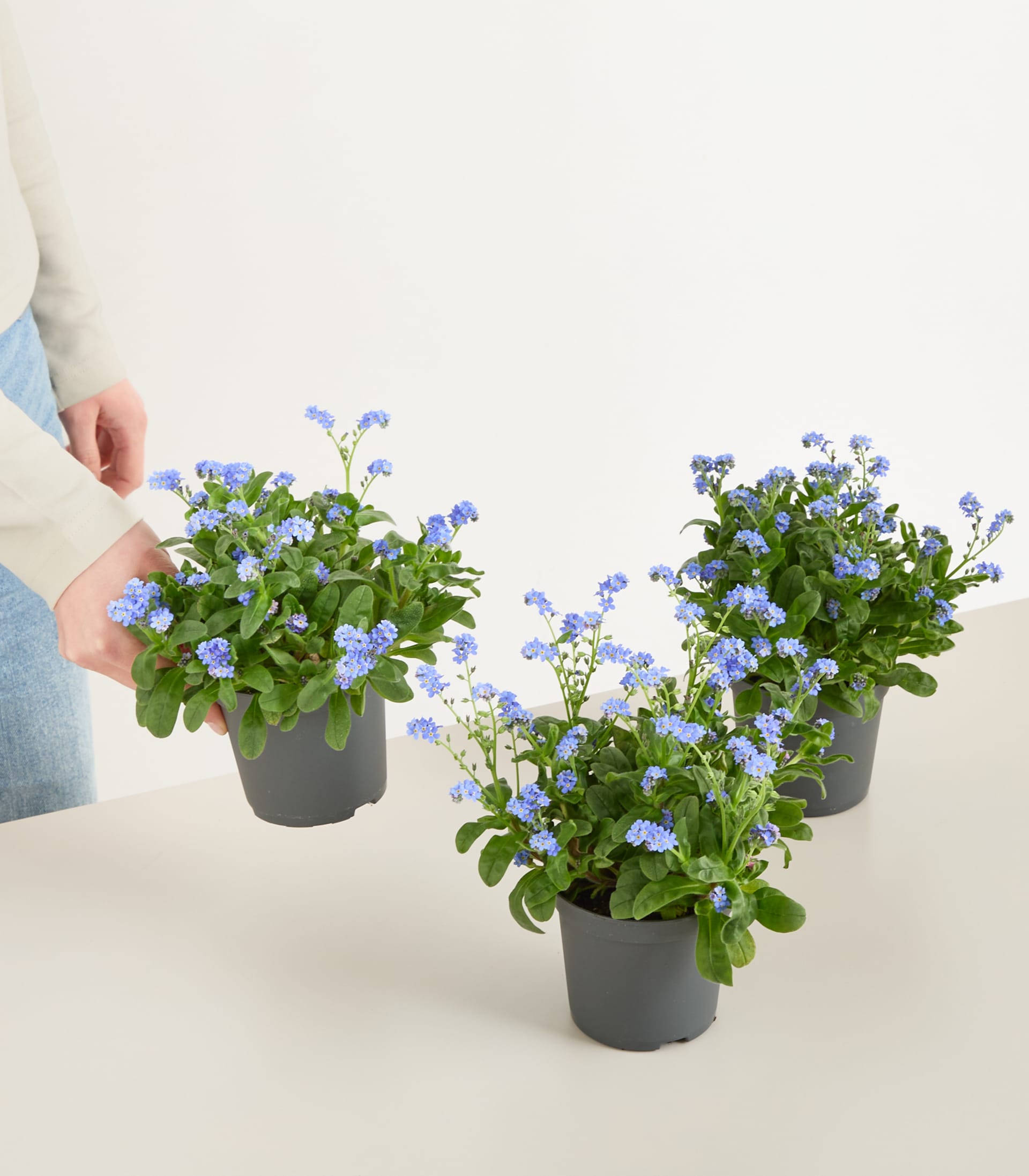Blaues Vergissmeinnicht - 3 Stück
