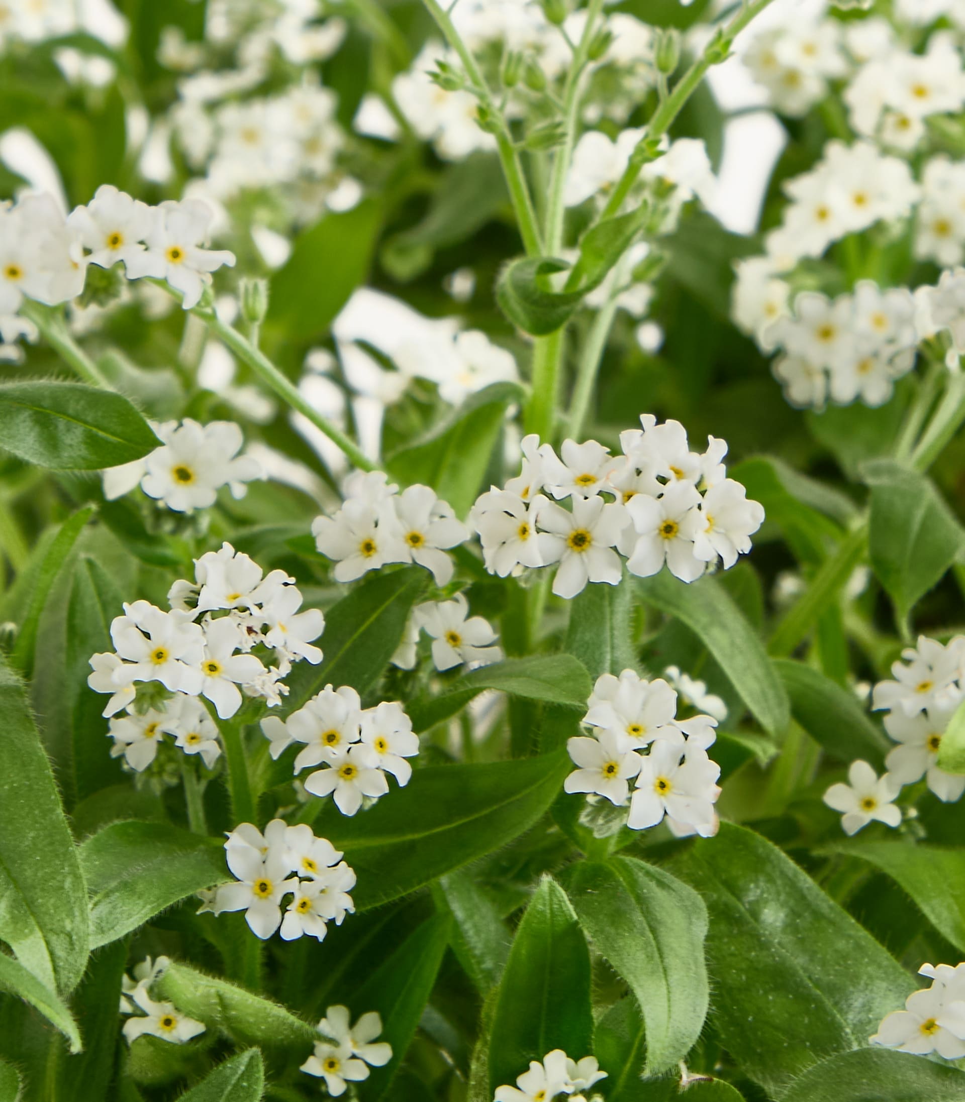 Weißes Vergissmeinnicht - 3 Stück