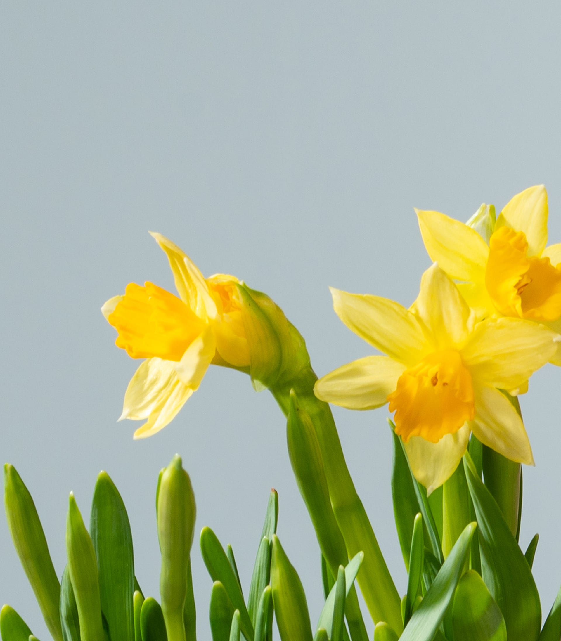 Narzissen 'Téte á Téte' - 3 Stück