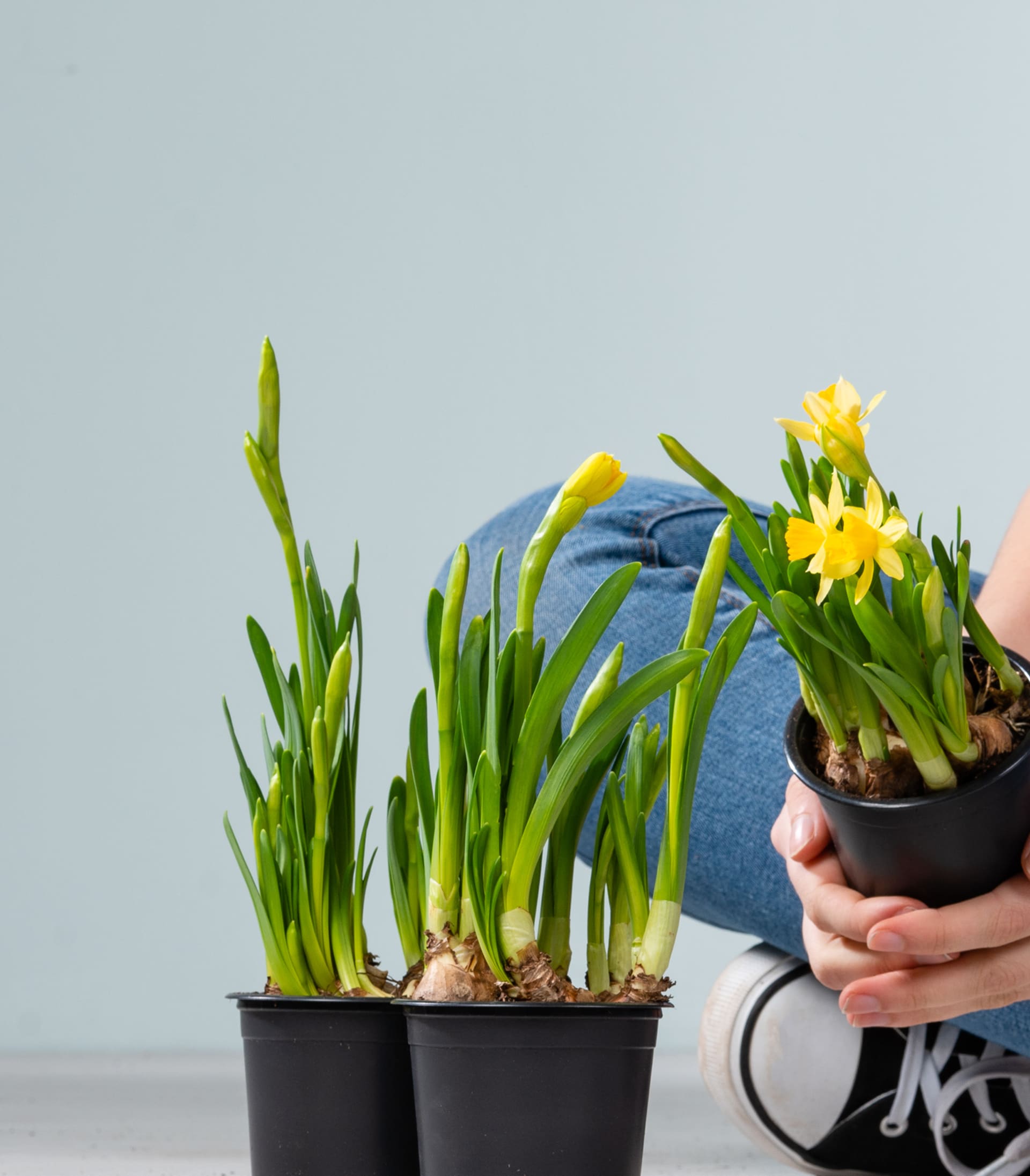 Narzissen 'Téte á Téte' - 3 Stück