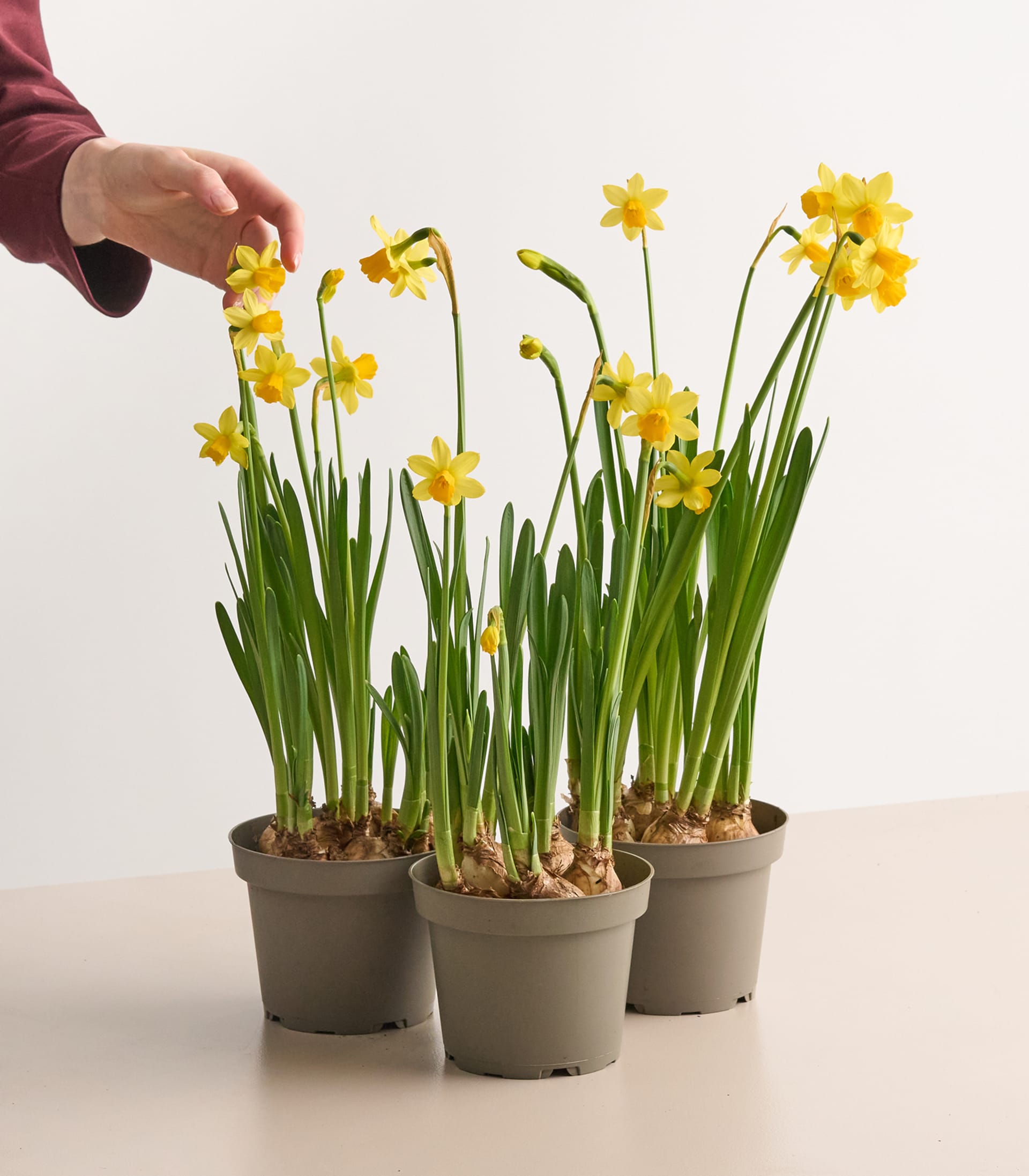 Narzissen 'Téte á Téte' - 3 Stück