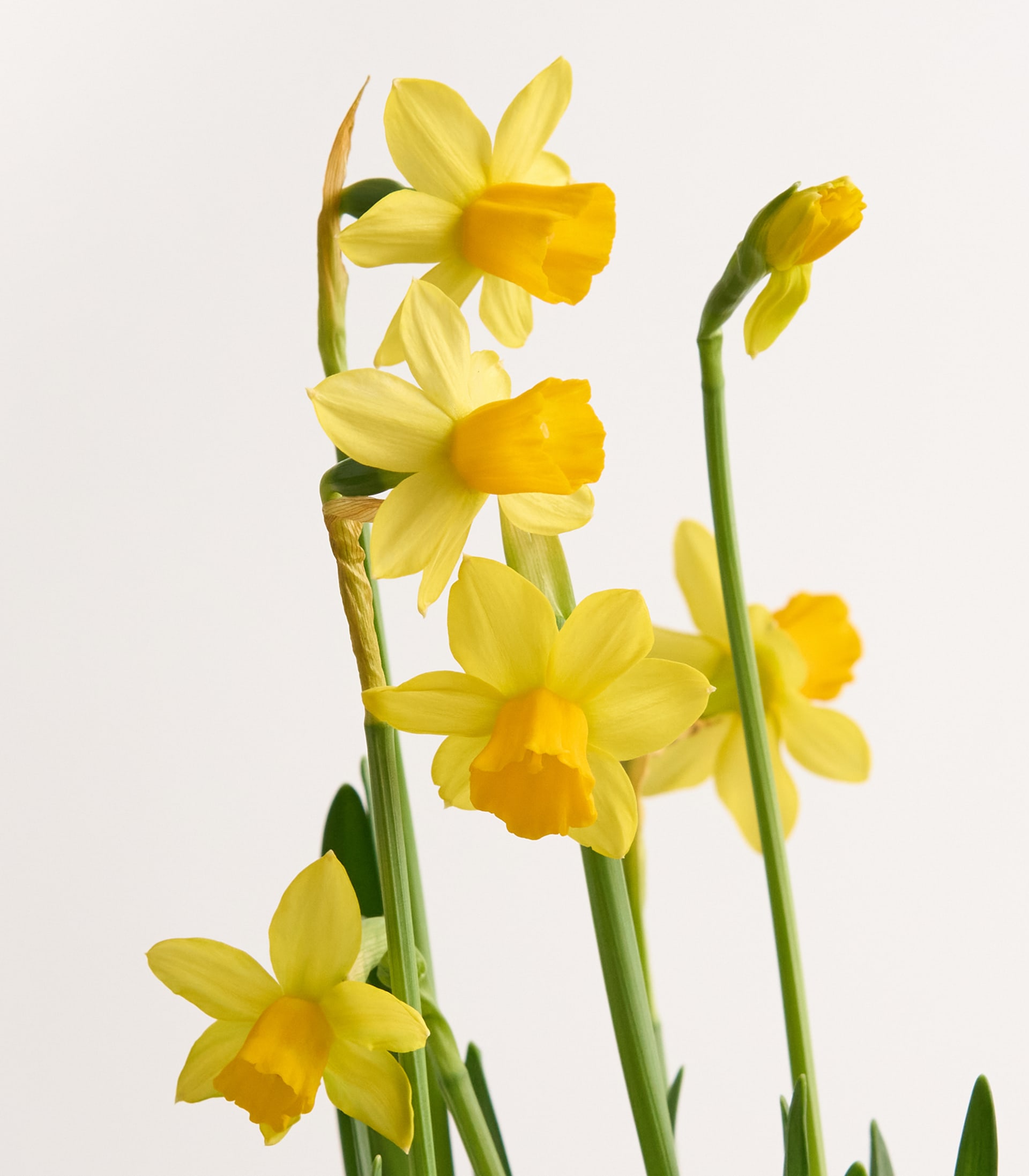 Narzissen 'Téte á Téte' - 3 Stück