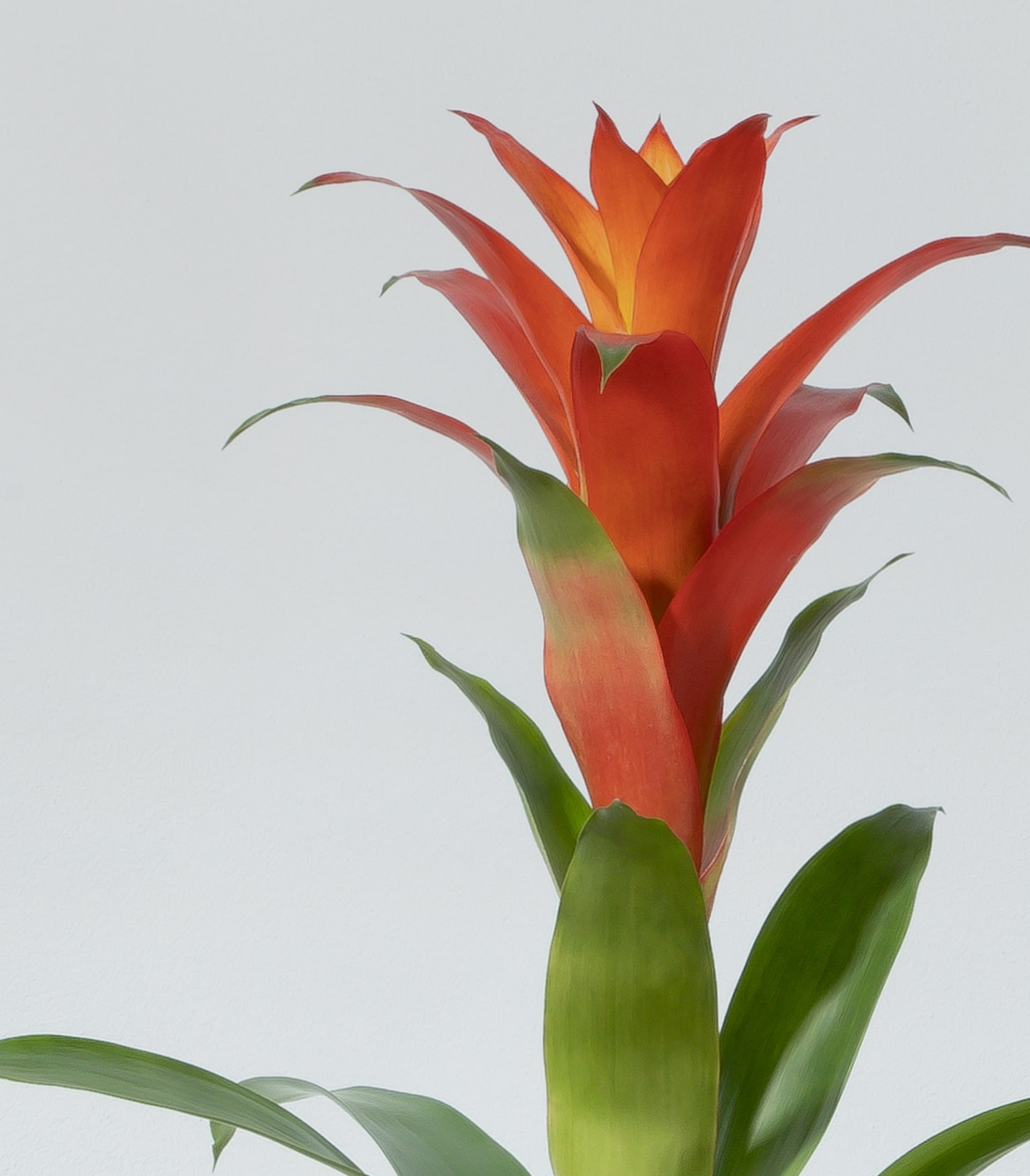 Guzmania 'Fiero Orange'