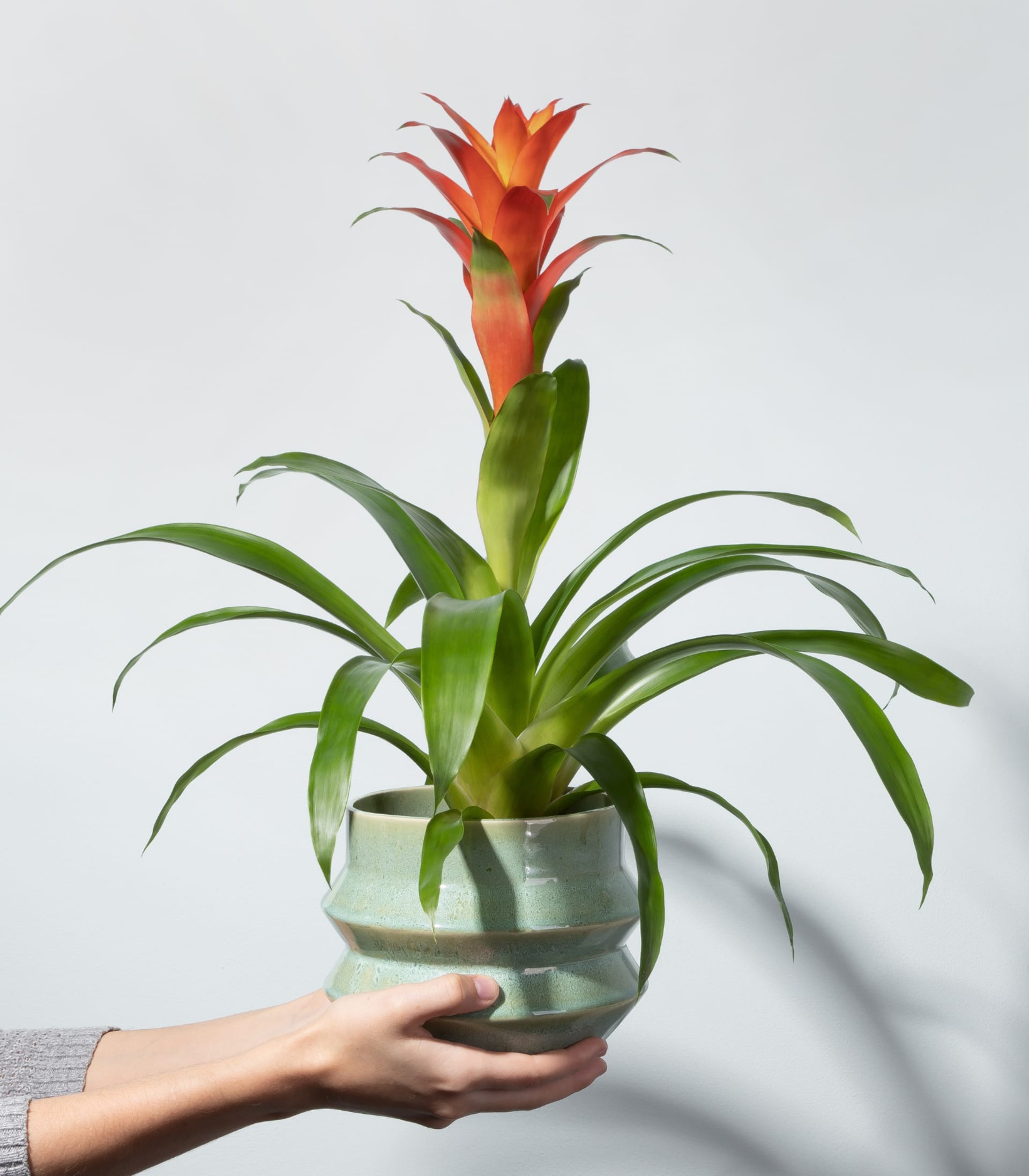 Guzmania 'Fiero Orange'
