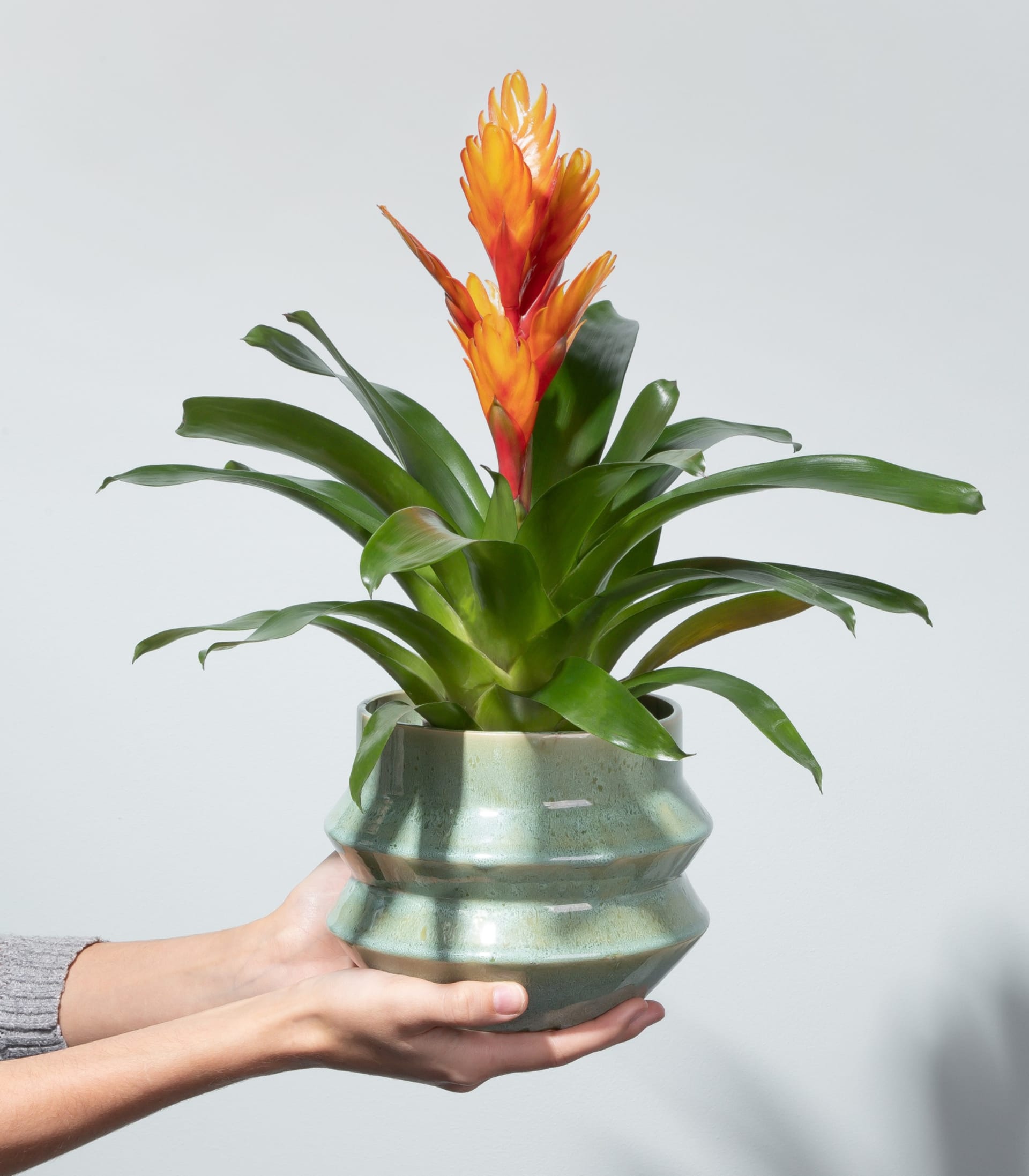 Vriesea 'Intenso Orange'