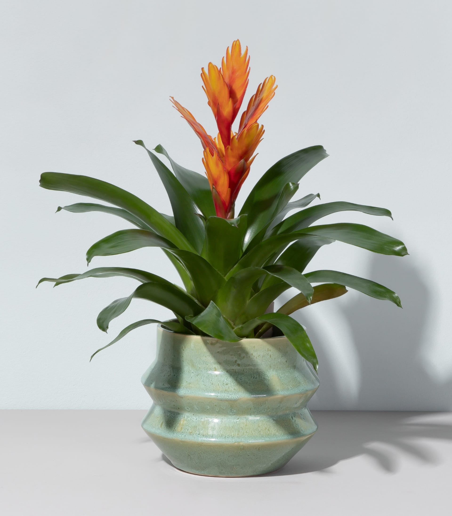 Vriesea 'Intenso Orange'